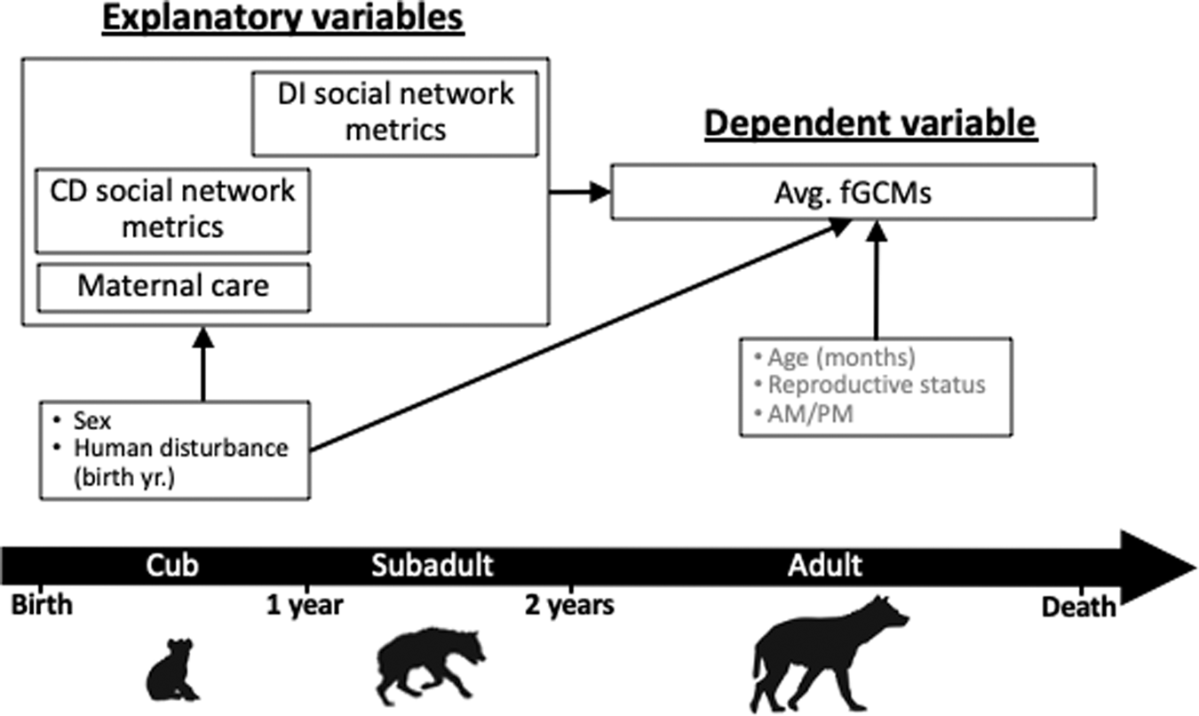 Fig. 4: Directed acyclic graph (DAG) for Part 1 of the analysis showing the hypothesized relationships between early-life social experience and adult fecal glucocorticoid metabolites (fGCMs).