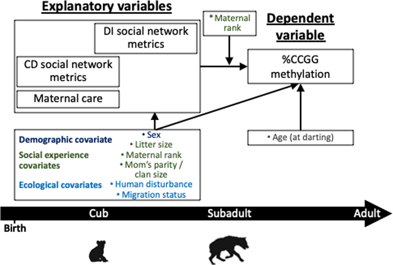 Fig. 5: Directed acyclic graph (DAG) for Part 2 of the analysis showing the hypothesized relationships between early-life social experiences and %CCGG methylation.