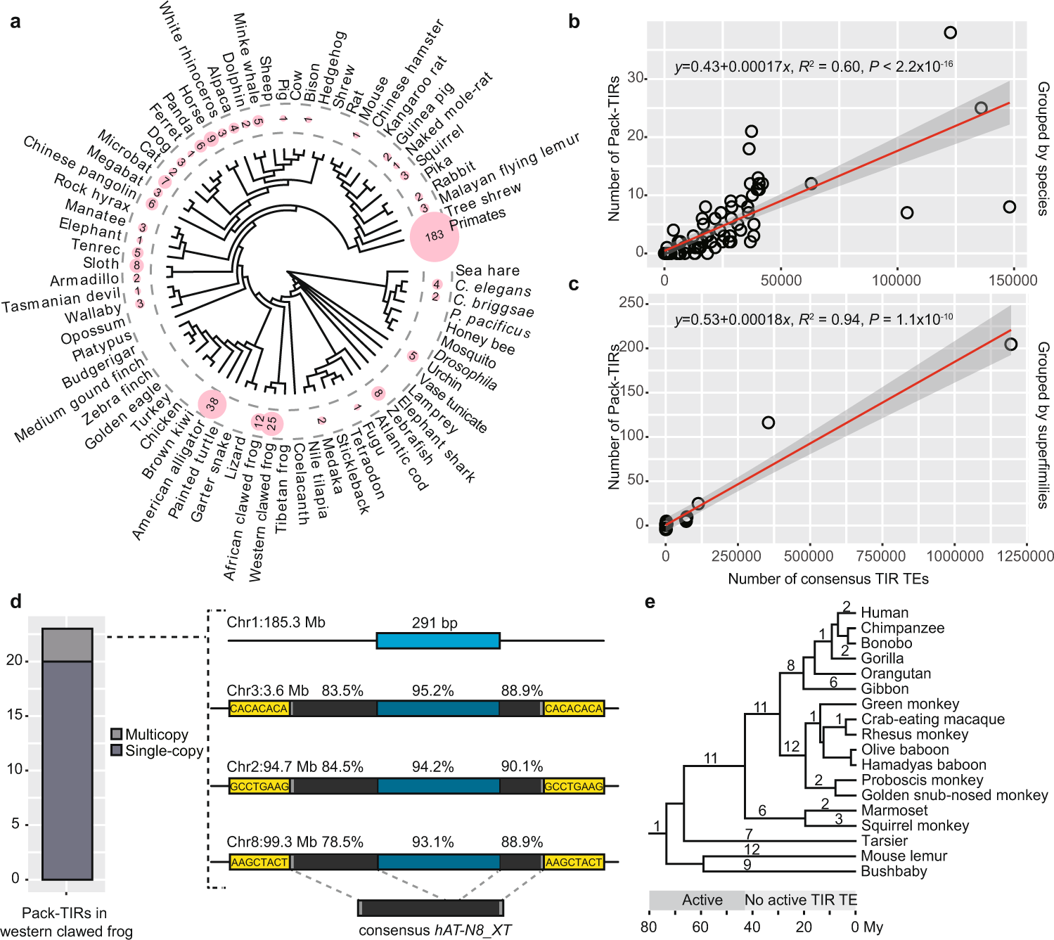 DNA transposons mediate duplications via transposition-independent and  -dependent mechanisms in metazoans | Nature Communications