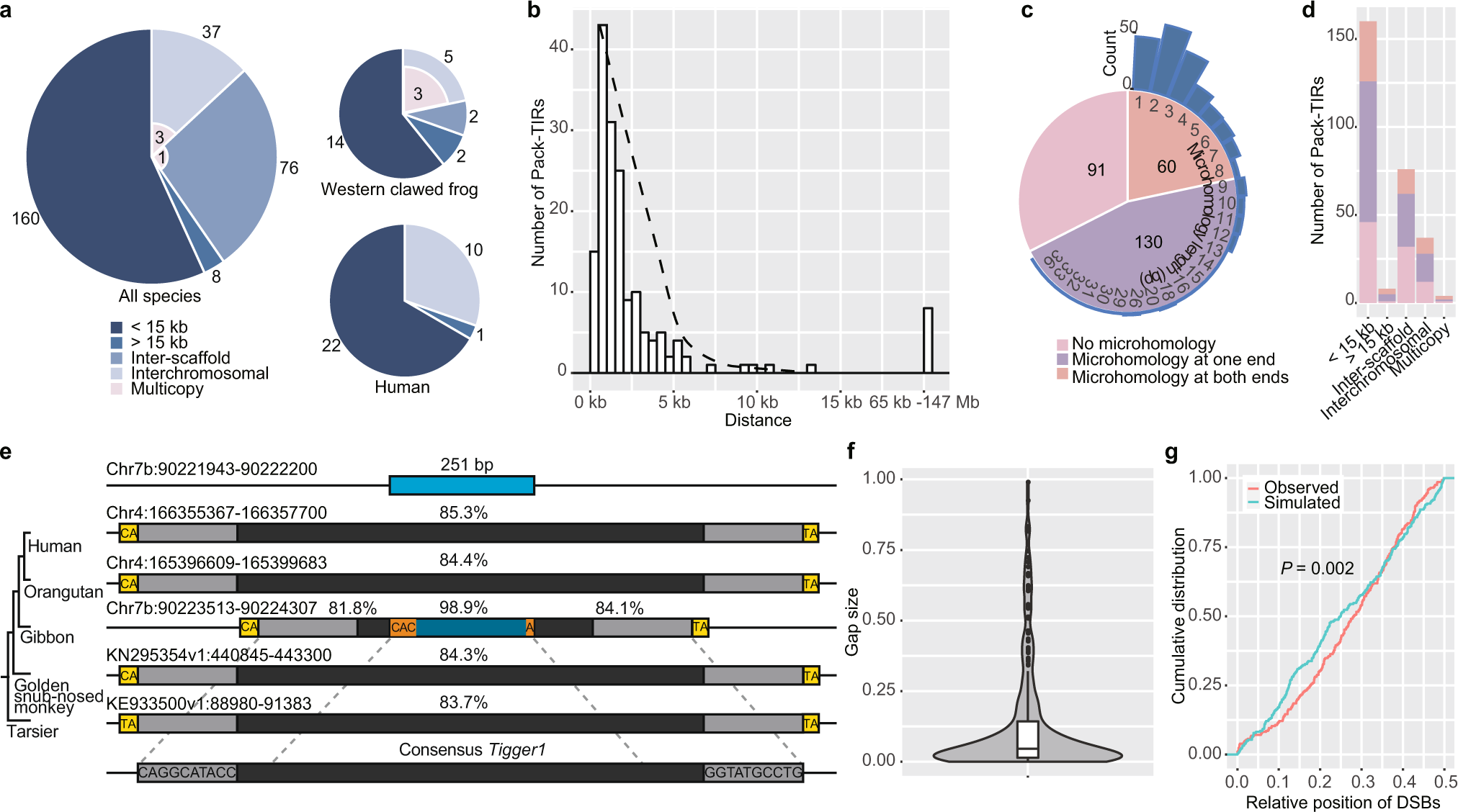 Fig. 2: Evidence supporting the gap-filling model for the generation of single-copy Pack-TIRs.