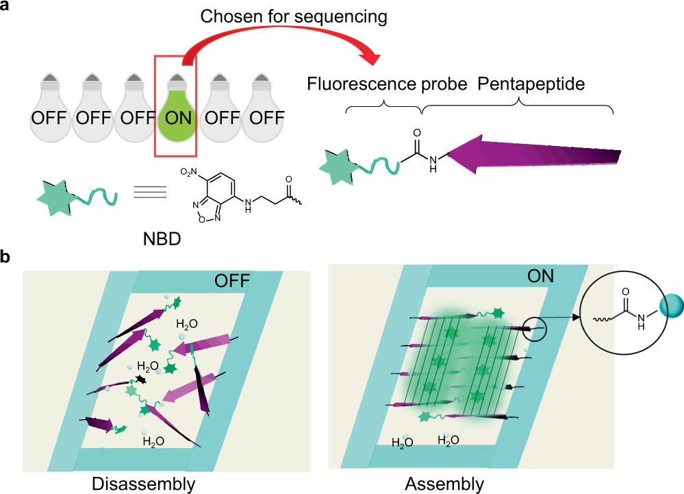 Rapid discovery of self-assembling peptides with one-bead one-compound  peptide library | Nature Communications