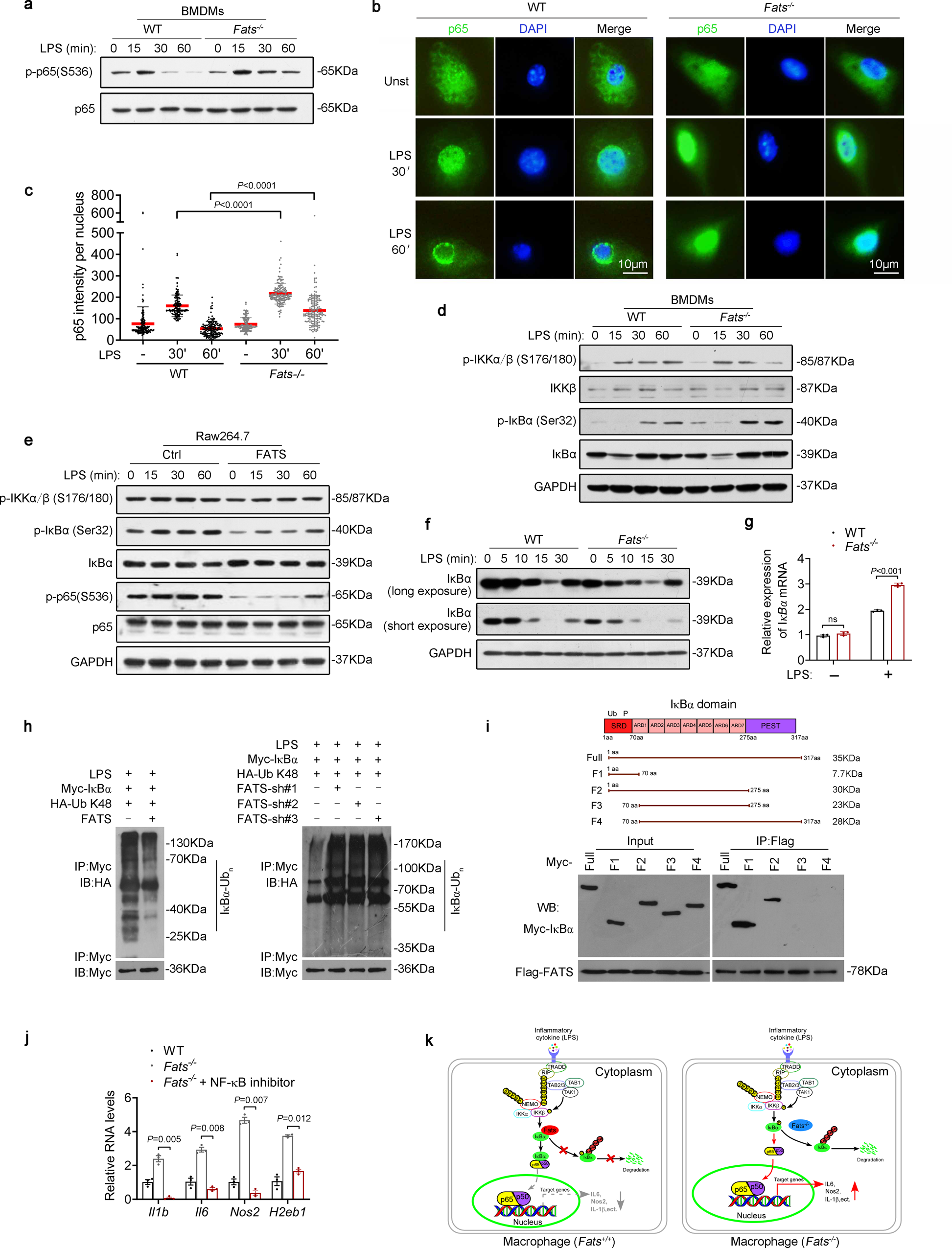 Fig. 5: FATS deficiency sustains NF-κB activity.