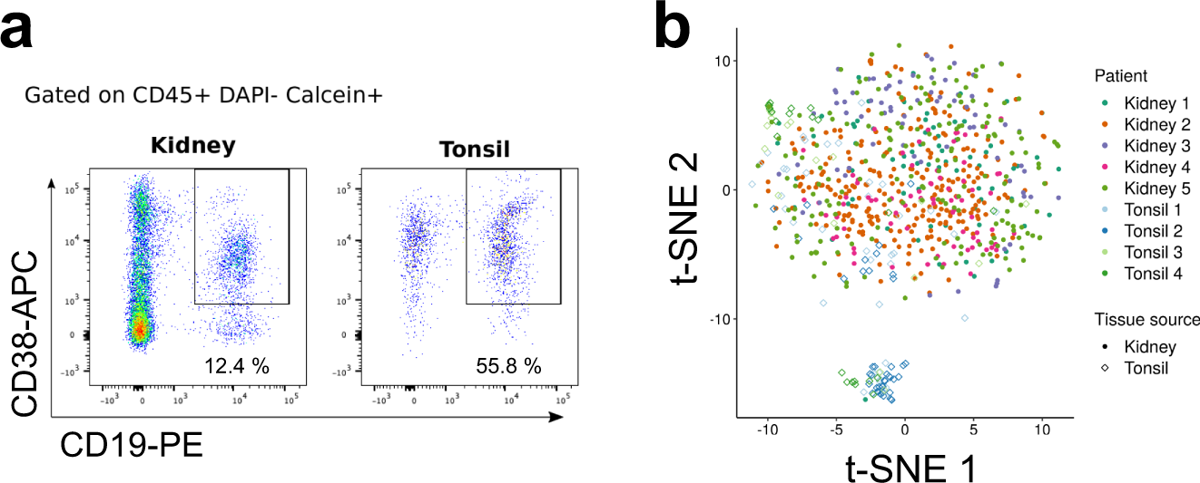Innate Like Self Reactive B Cells Infiltrate Human Renal Allografts During Transplant Rejection Nature Communications