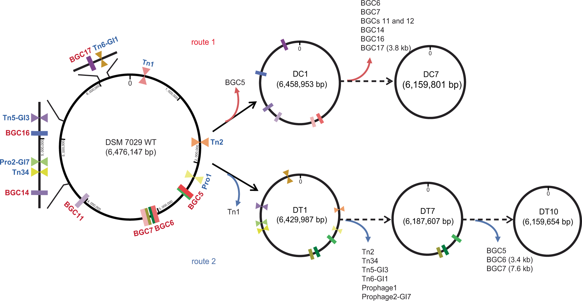 Fig. 1: The construction procedure of the genome-reduced mutants of DSM 7029.