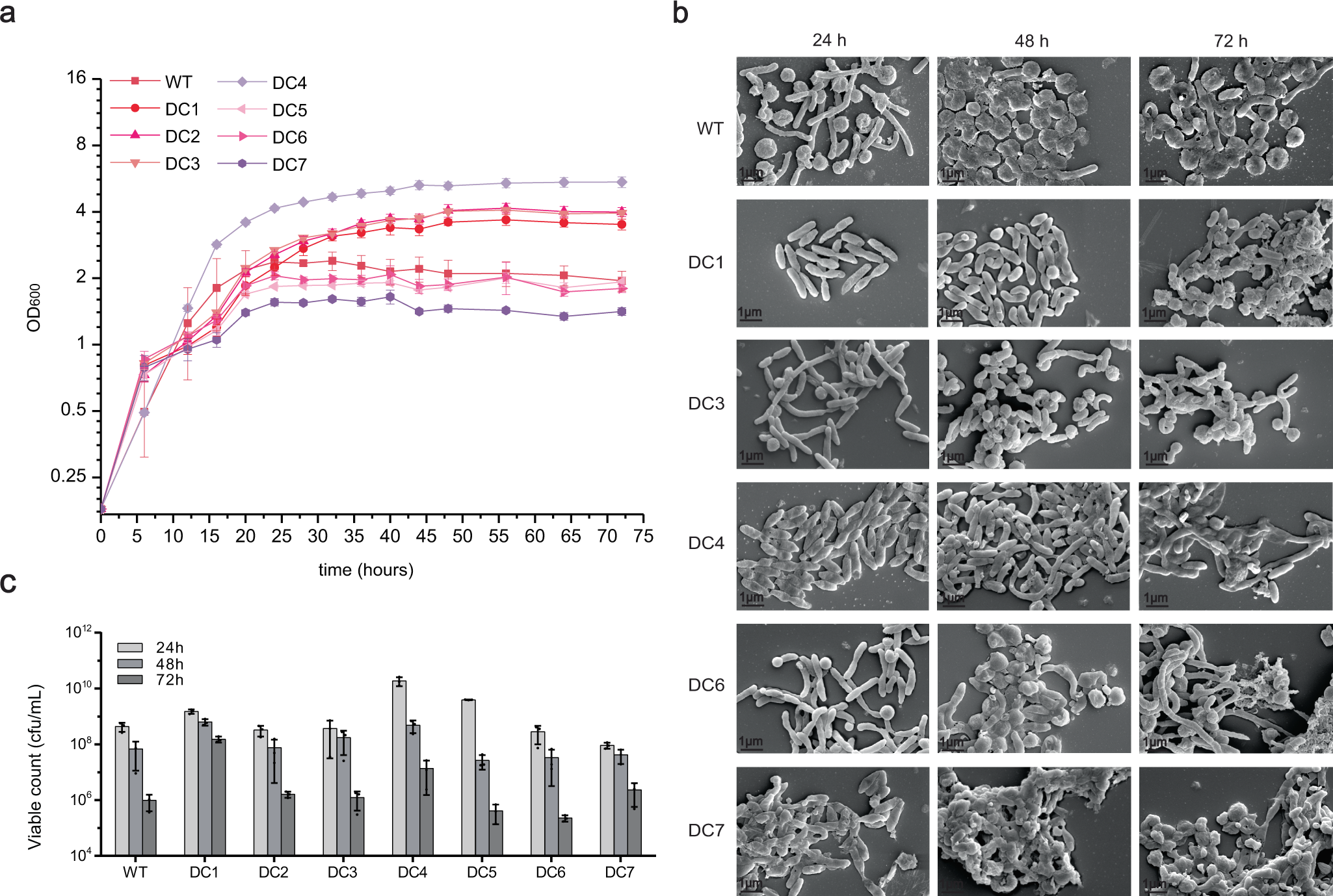 Fig. 2: Characterization of the DC series genome-reduced mutants.