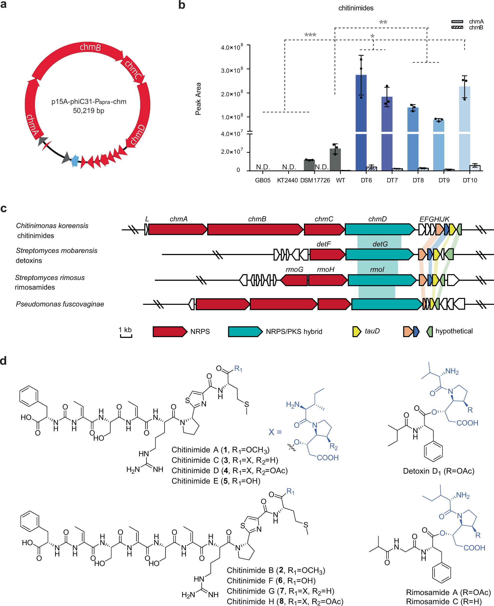 Fig. 6: Discovery of chitinimides by heterologous expression of chm BGC in genome-reduced chassis.
