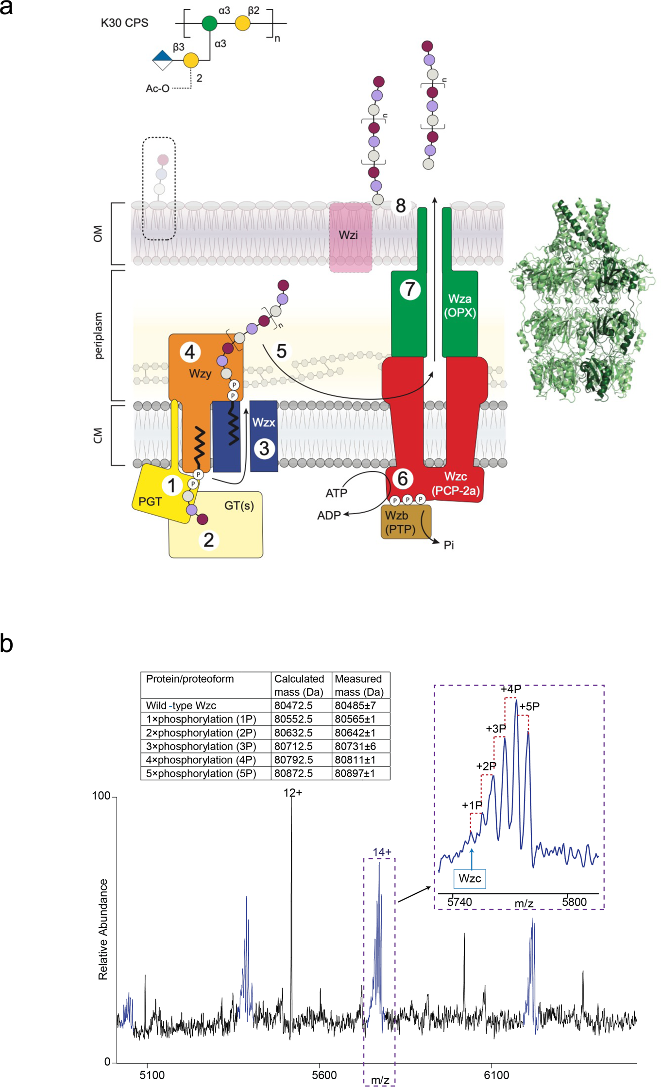 The Molecular Basis Of Regulation Of Bacterial Capsule Assembly By Wzc Nature Communications