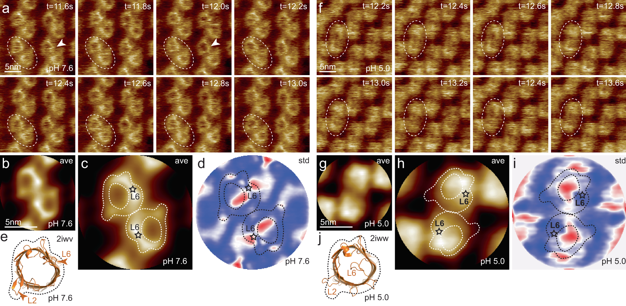 Conformational Fluctuations and Induced Orientation of a Protein