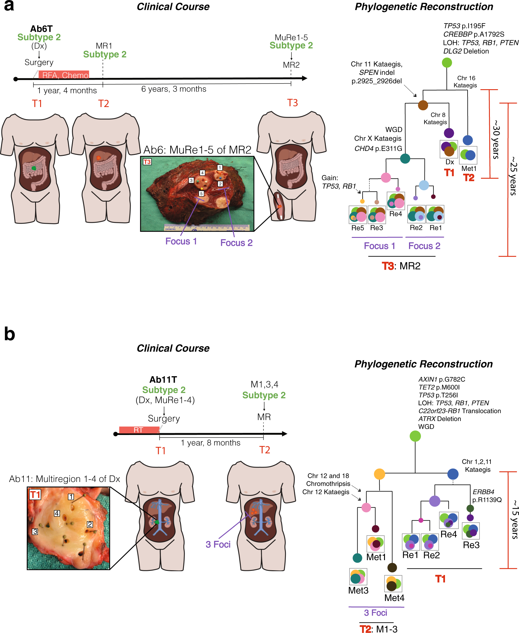 Fig. 4: Parallel evolution of LMS tumors.