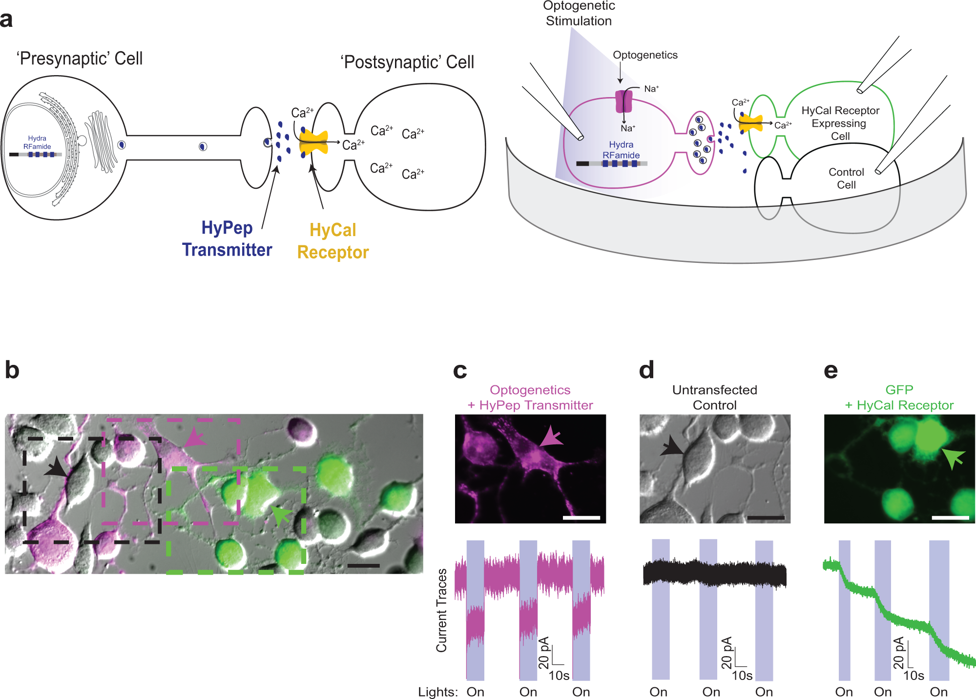 A genetically encoded tool for reconstituting synthetic modulatory  neurotransmission and reconnect neural circuits in vivo | Nature  Communications