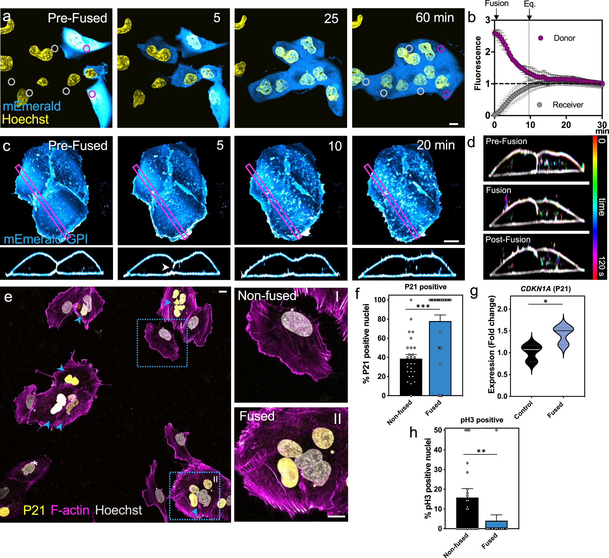 Yap1 Nuclear Efflux And Transcriptional Reprograming Follow Membrane  Diminution Upon Vsv-G-Induced Cell Fusion | Nature Communications Yap1 Nuclear Efflux And Transcriptional Reprograming Follow Membrane  Diminution Upon Vsv-G-Induced Cell Fusion | Nature Communications