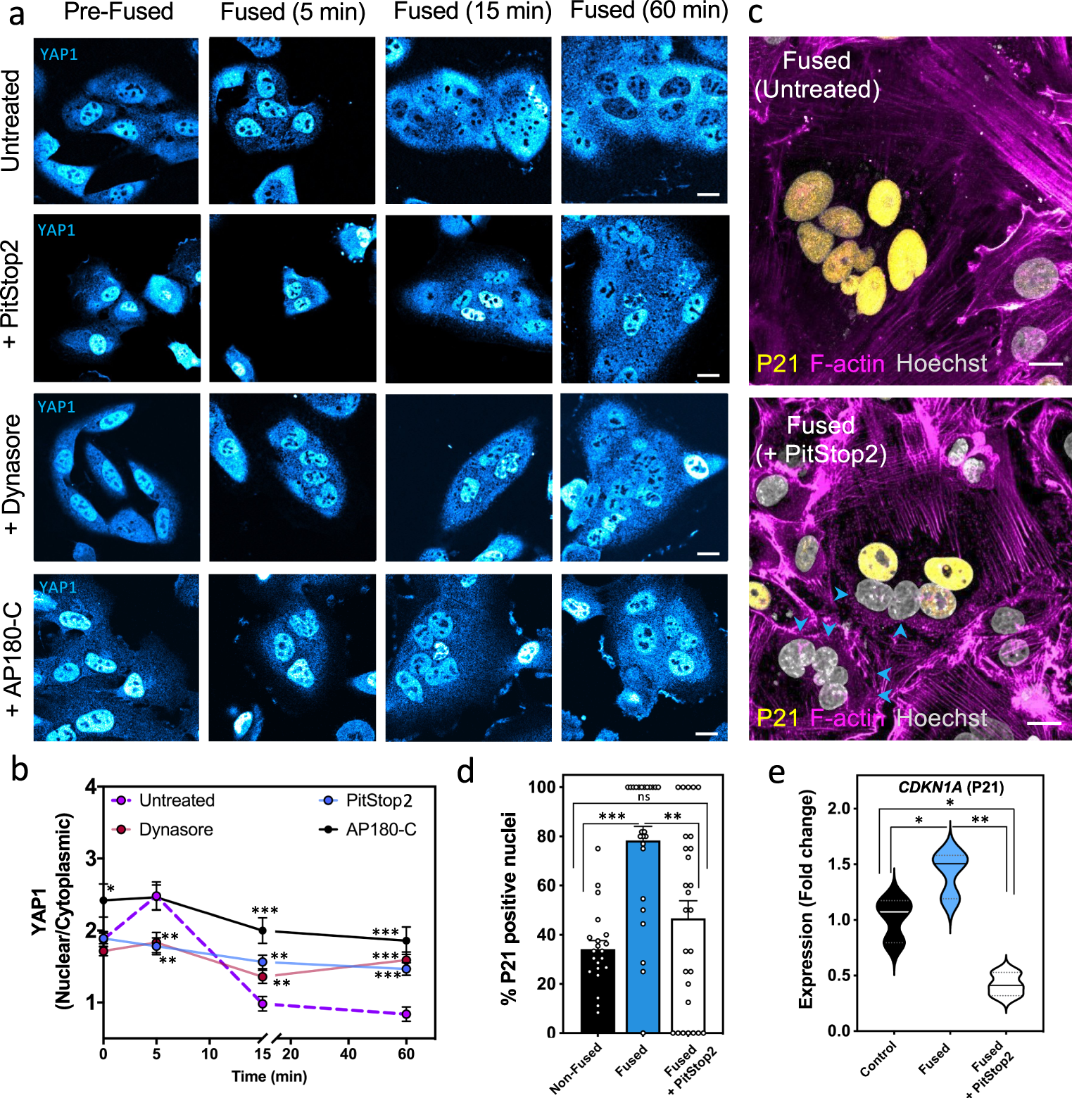Fig. 5: YAP1 inhibition and cell-cycle arrest after cell fusion depend on active clathrin-mediated endocytosis.