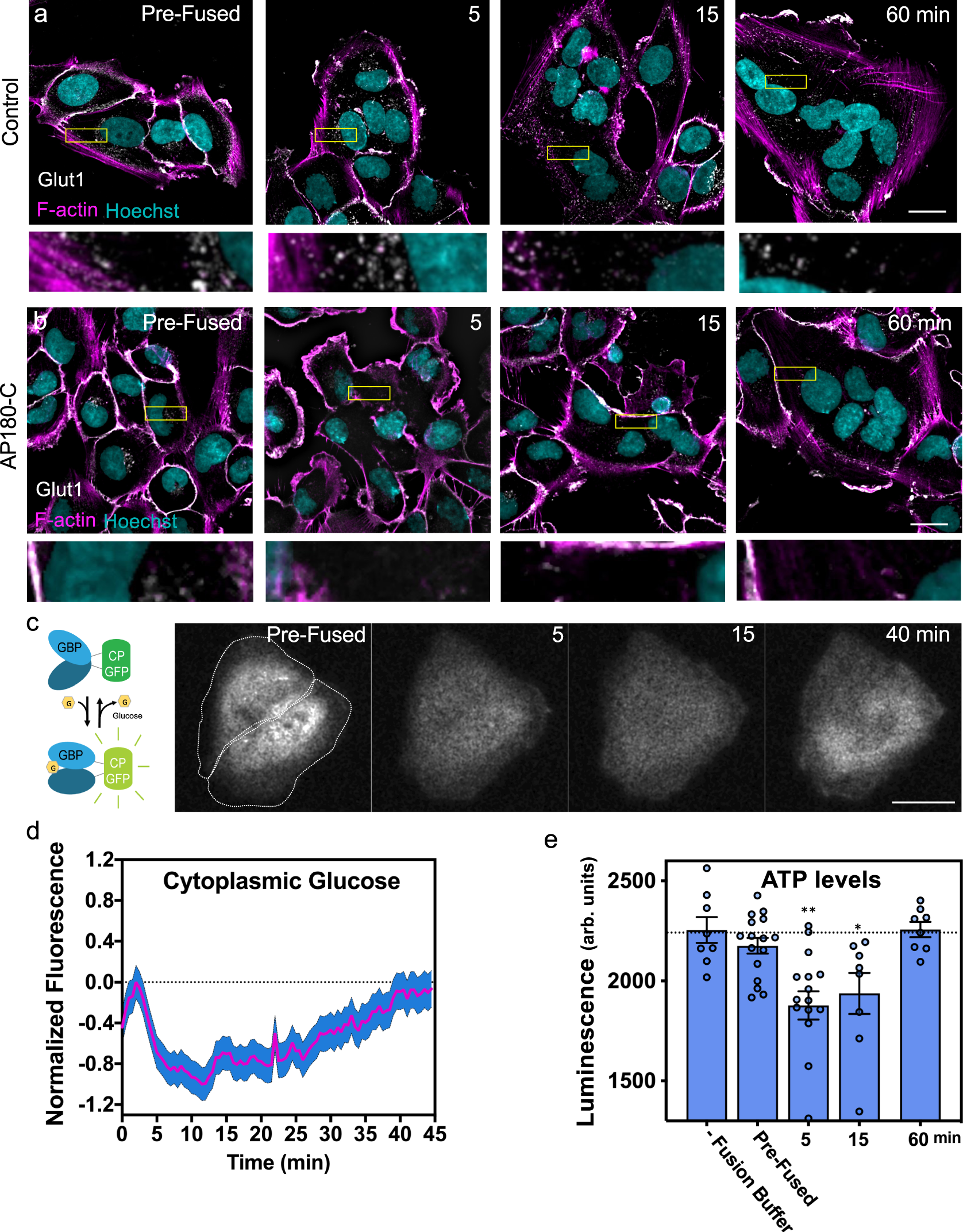 Fig. 6: Cell fusion leads to a reduced energy state through transient, CME-dependent glucose channel internalization.