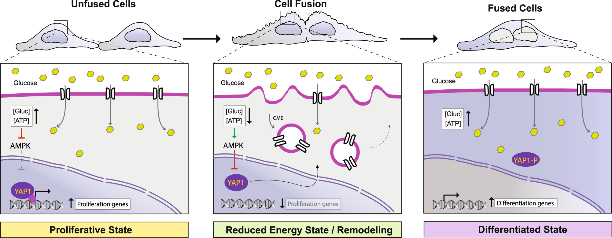 Fig. 8: Structural remodeling upon cell fusion leads to endocytosis and AMPK-dependent YAP1 inhibition, which drives cell-cycle arrest and promotes a differentiated-like state.