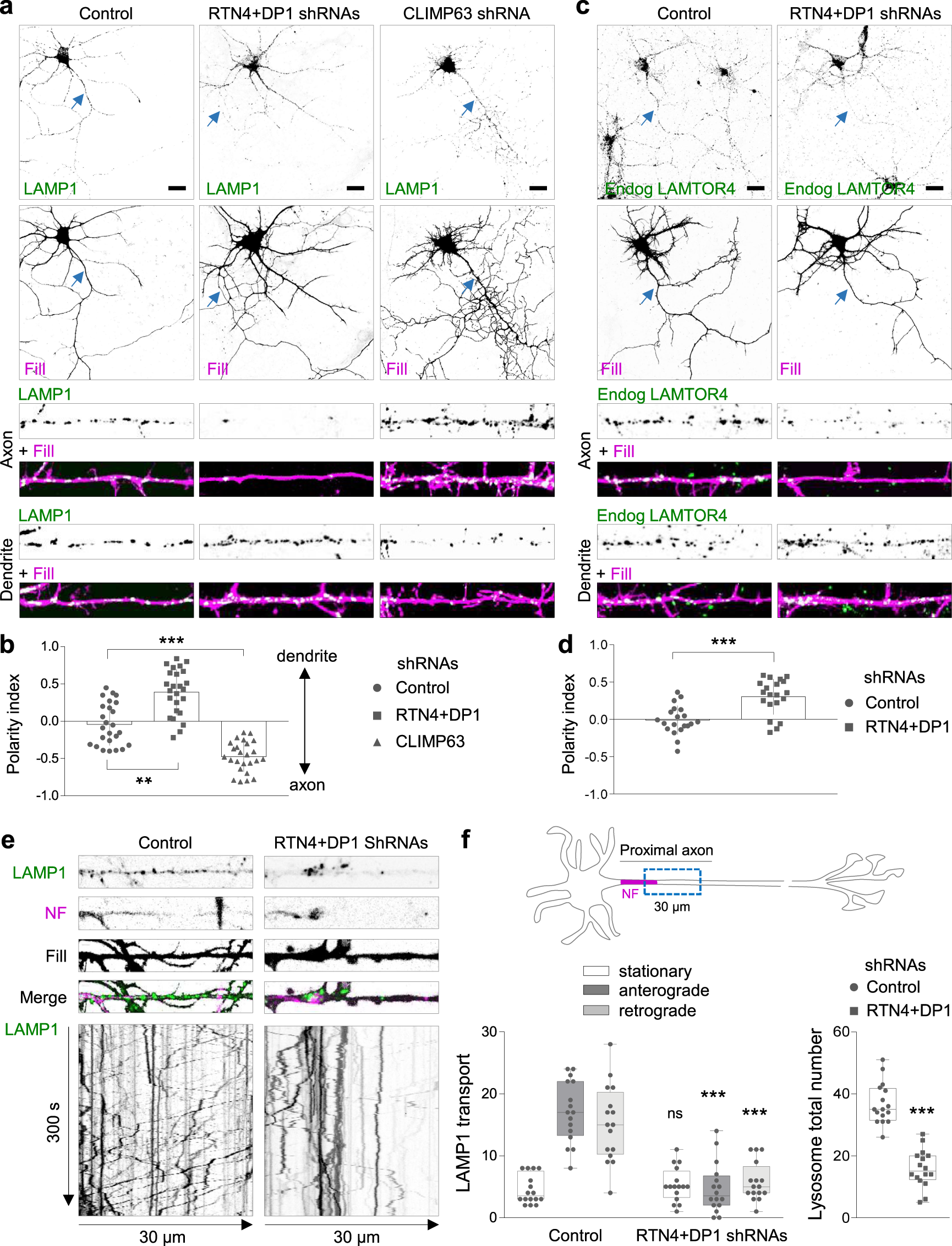 Er Lysosome Contacts At A Pre Axonal Region Regulate Axonal Lysosome Availability Nature Communications