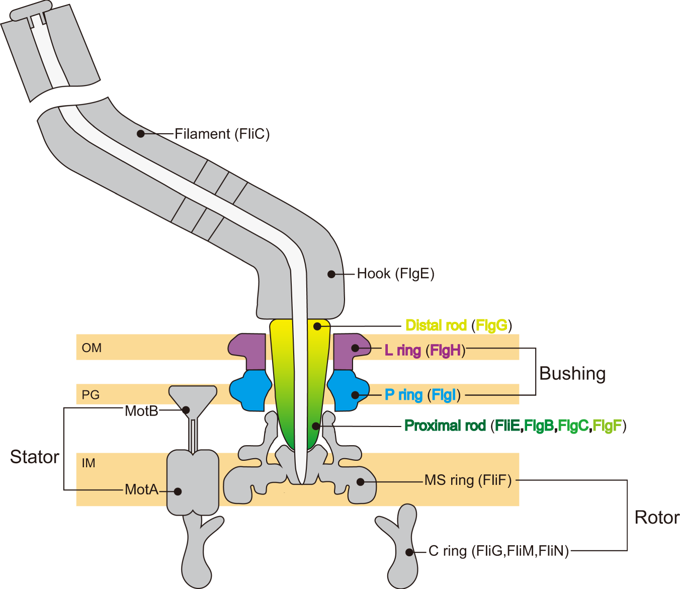 Structure of the molecular bushing of the bacterial flagellar motor |  Nature Communications