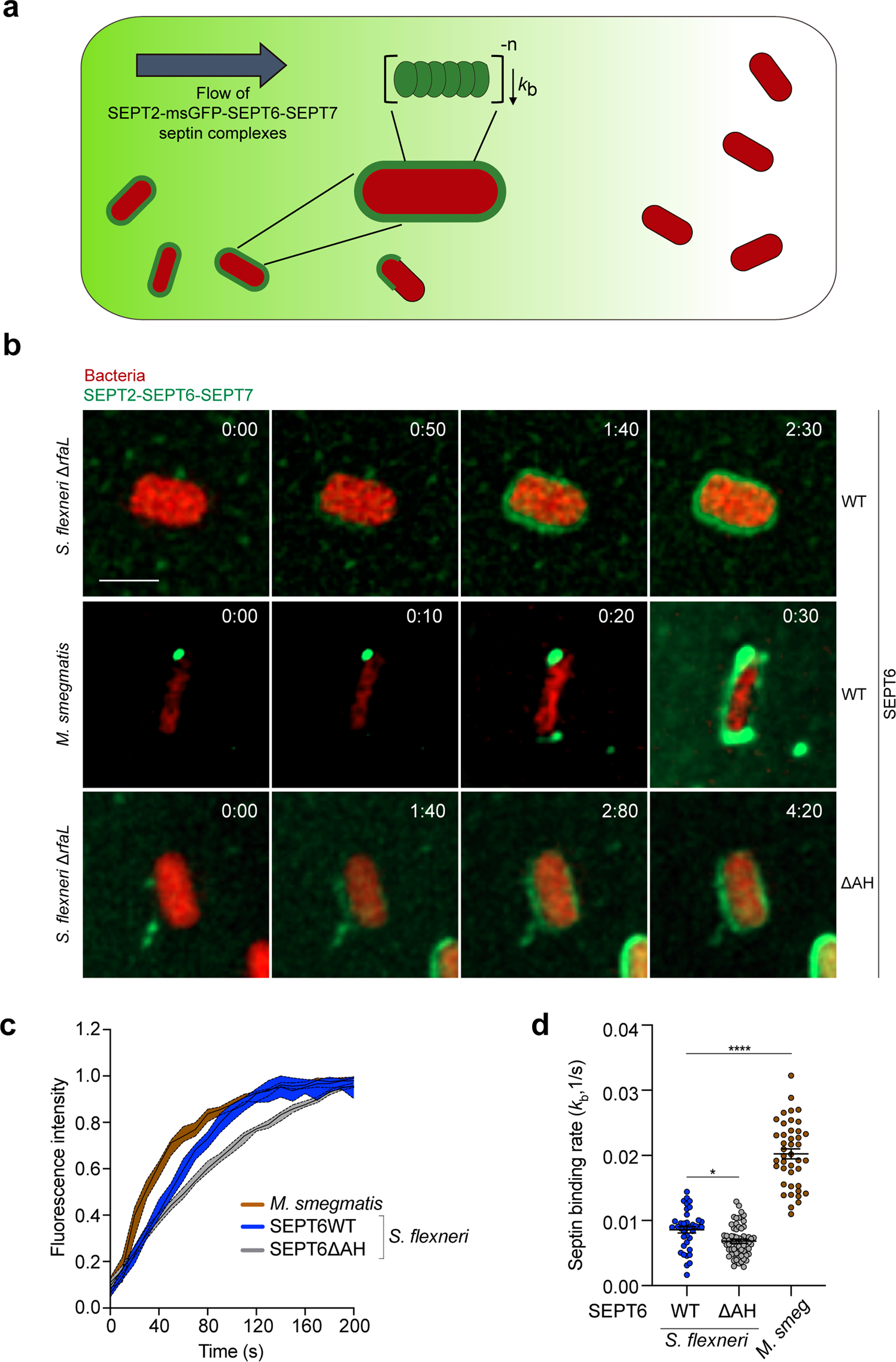 Fig. 5: The kinetics of septin binding depends on bacterial species and the amphipathic helix domain of SEPT6.