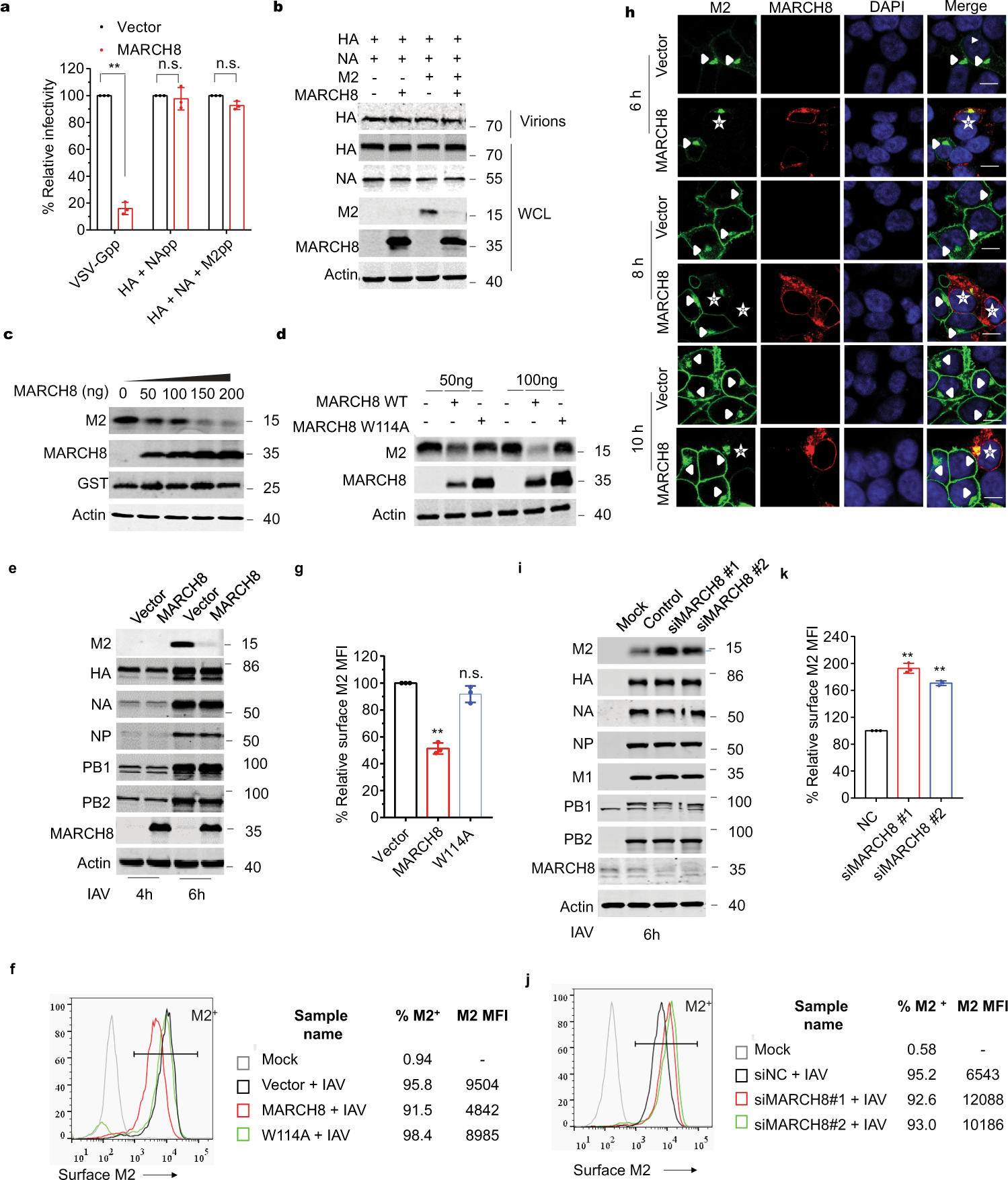 MARCH8 inhibits influenza A virus infection by targeting viral M2 protein  for ubiquitination-dependent degradation in lysosomes | Nature  Communications