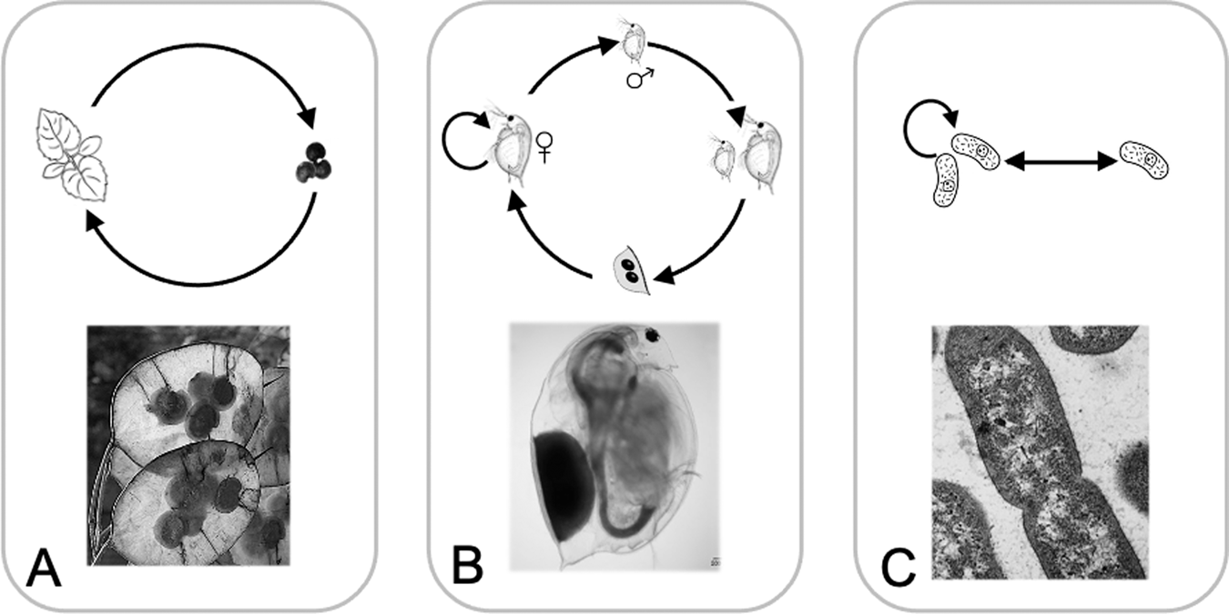 Principles Of Seed Banks And The Emergence Of Complexity From Dormancy Nature Communications