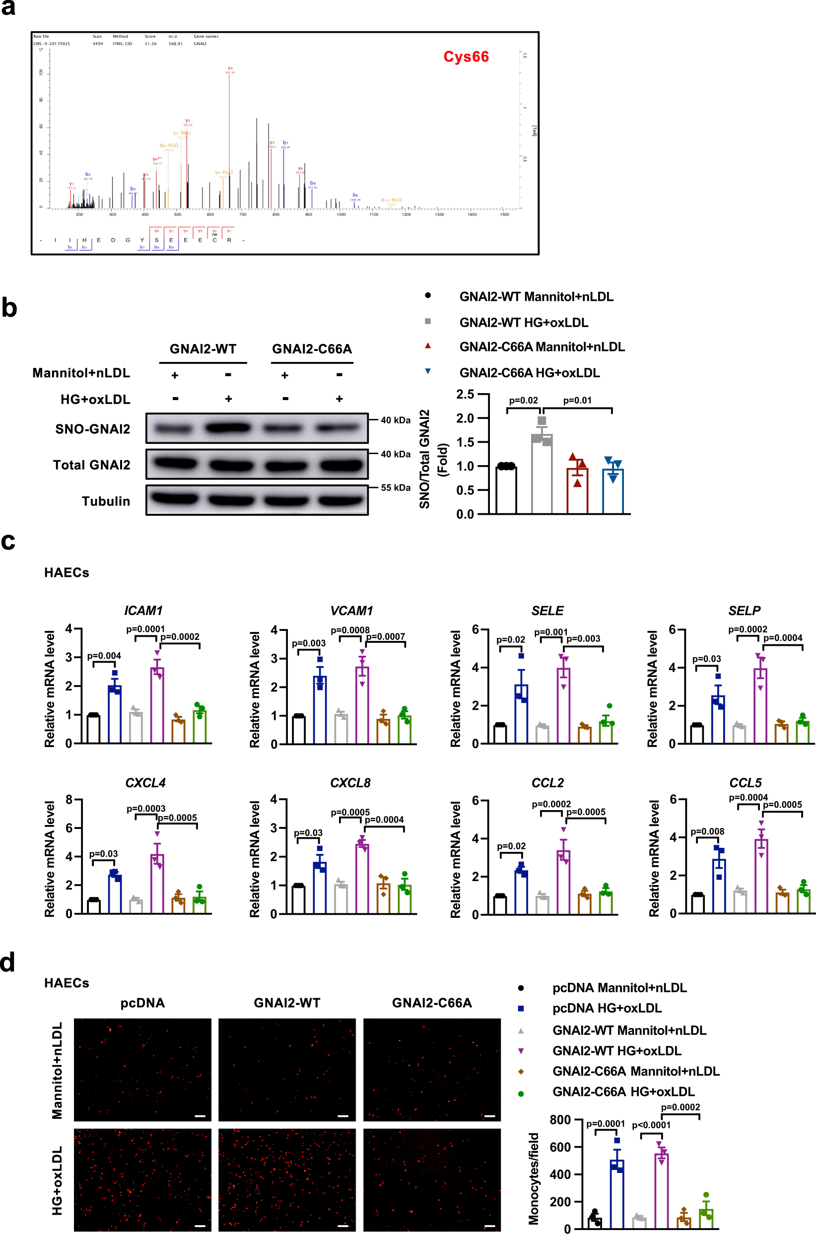 Fig. 2: Inhibition of GNAI2 S-nitrosylation at Cys66 alleviates HG- and oxLDL-induced inflammatory response.