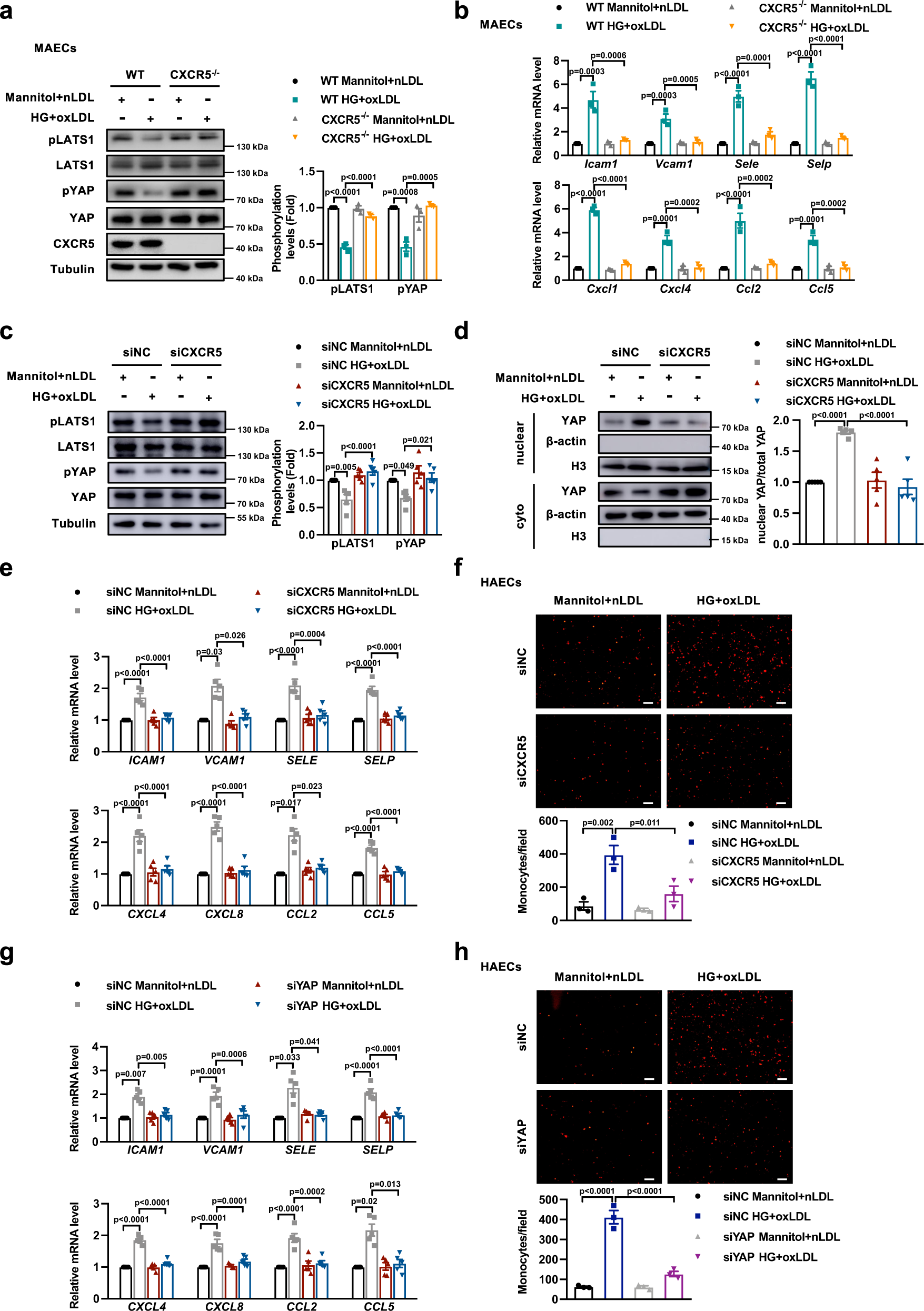 Fig. 5: Inactivation of CXCR5-Hippo-YAP pathway improves endothelial inflammation and monocyte adhesion induced by HG and oxLDL.