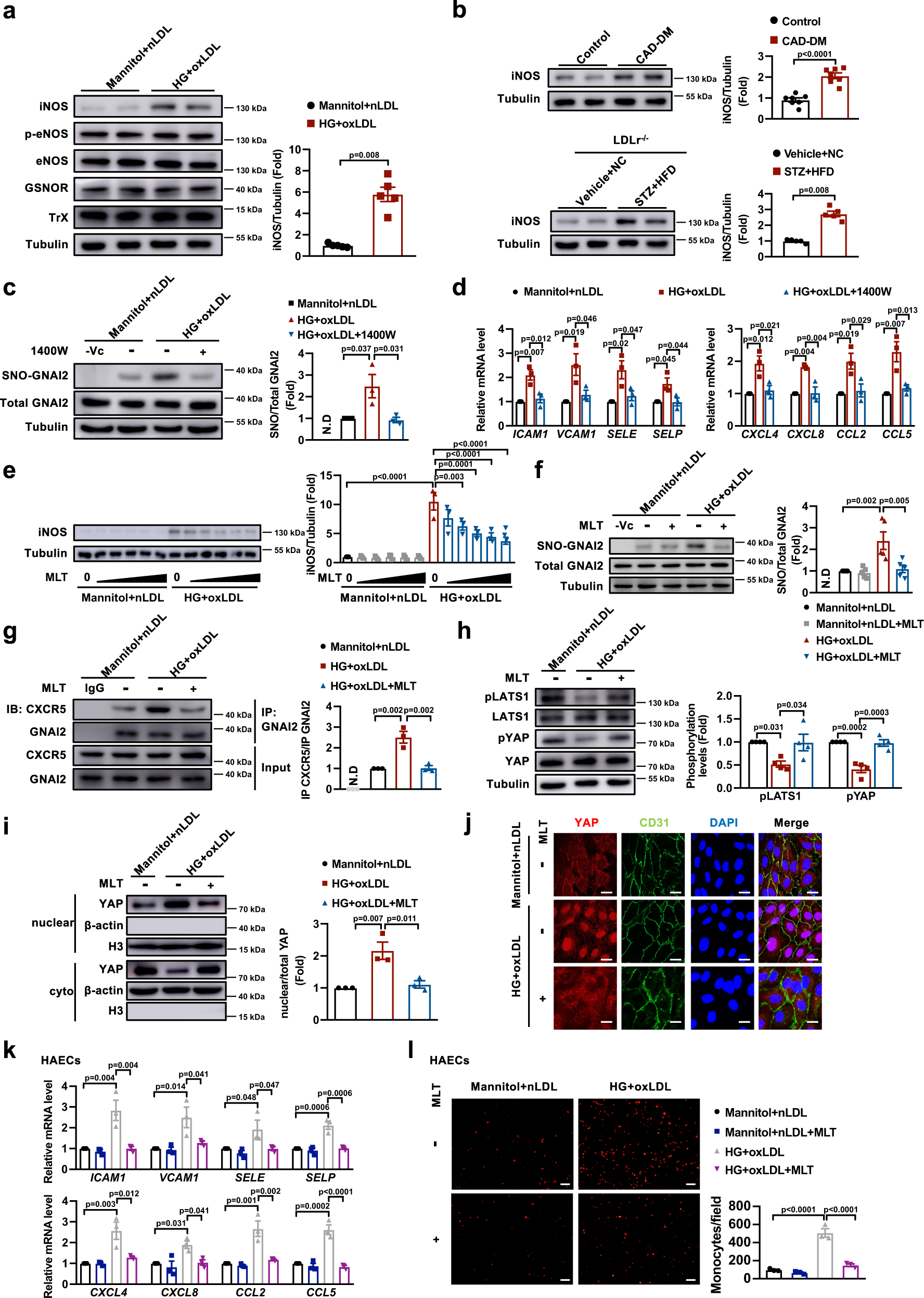 Fig. 6: iNOS is responsible for melatonin-induced inhibition of SNO-GNAI2 and melatonin suppresses endothelial inflammation through CXCR5/Hippo pathway.