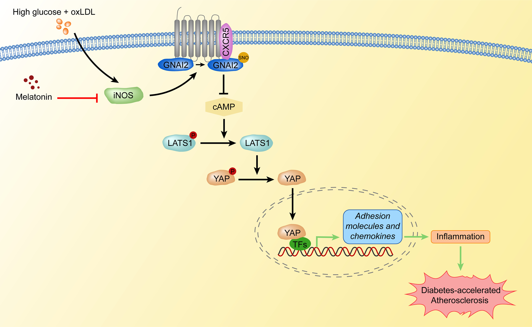 Fig. 8: Graphic model of SNO-GNAI2-induced diabetes-accelerated atherosclerosis.