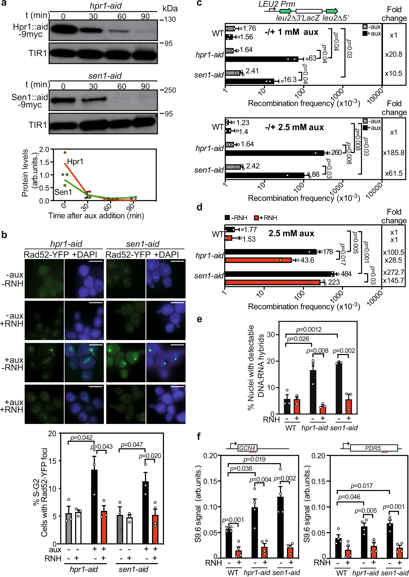 Harmful R Loops Are Prevented Via Different Cell Cycle Specific Mechanisms Nature Communications