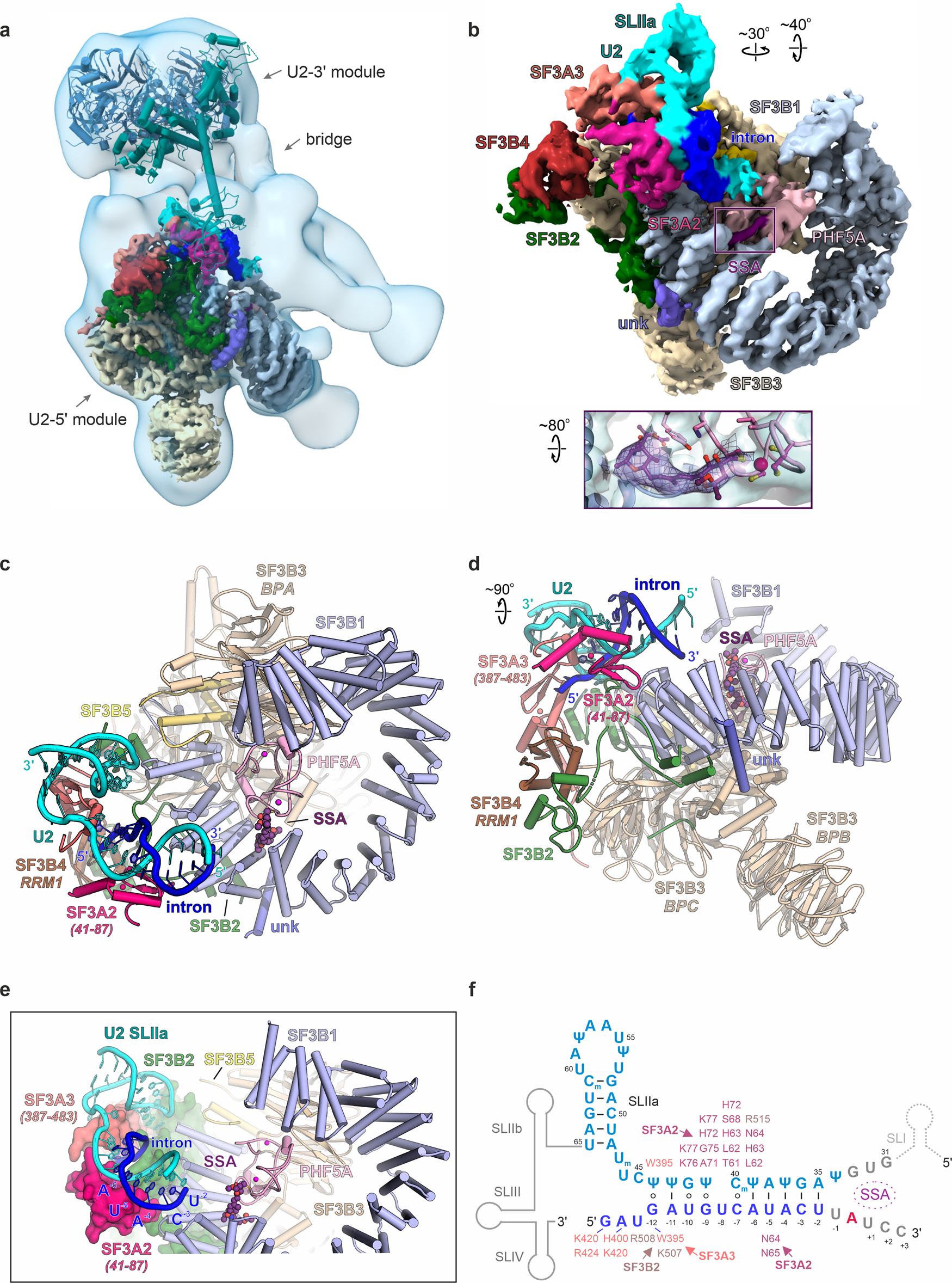 Structural Basis Of Intron Selection By U2 Snrnp In The Presence Of Covalent Inhibitors Nature Communications