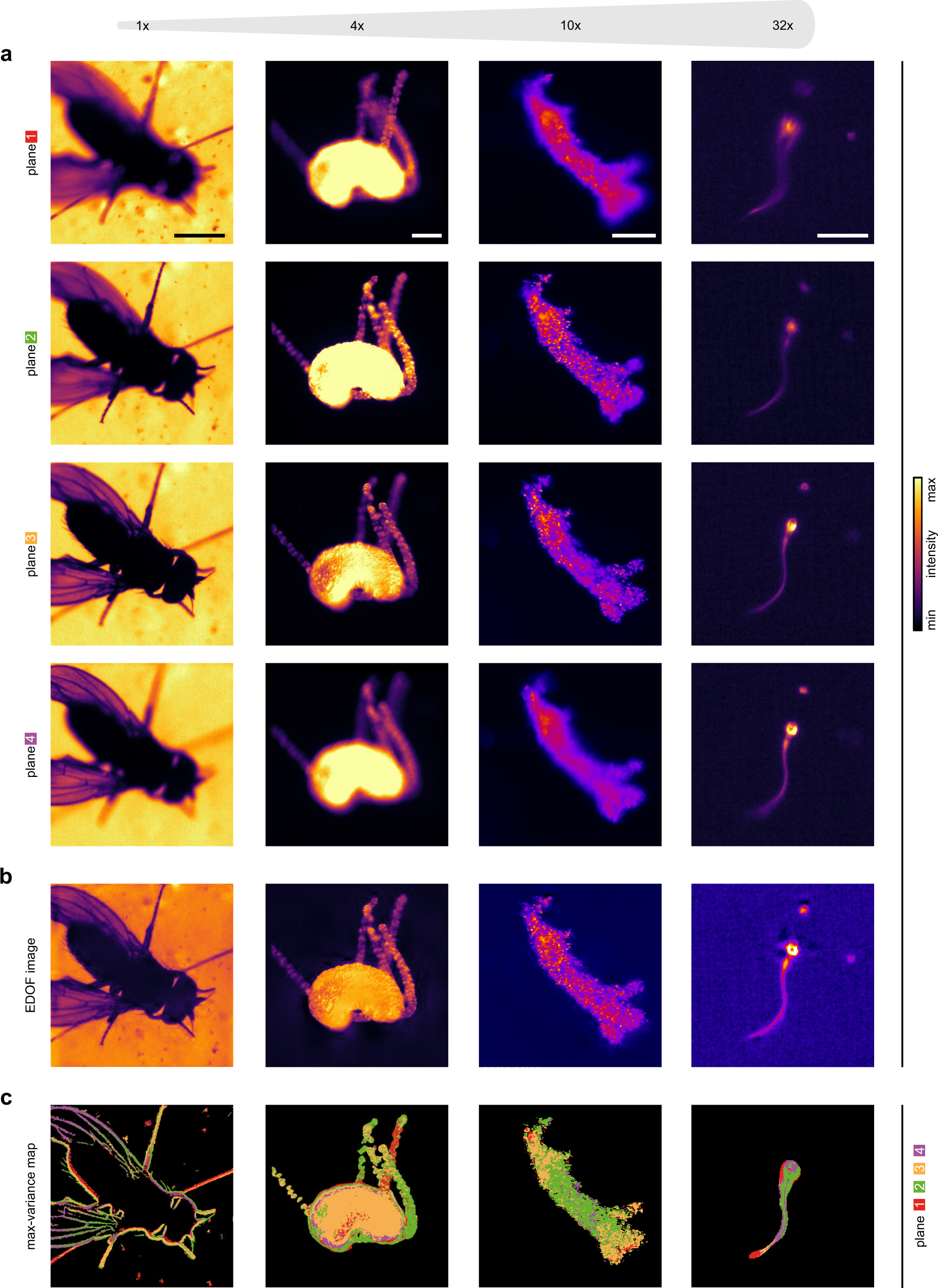 Multifocal imaging for precise, label-free tracking of fast biological  processes in 3D | Nature Communications