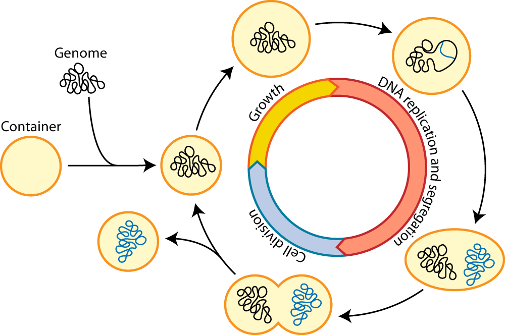 Towards a synthetic cell cycle | Nature Communications