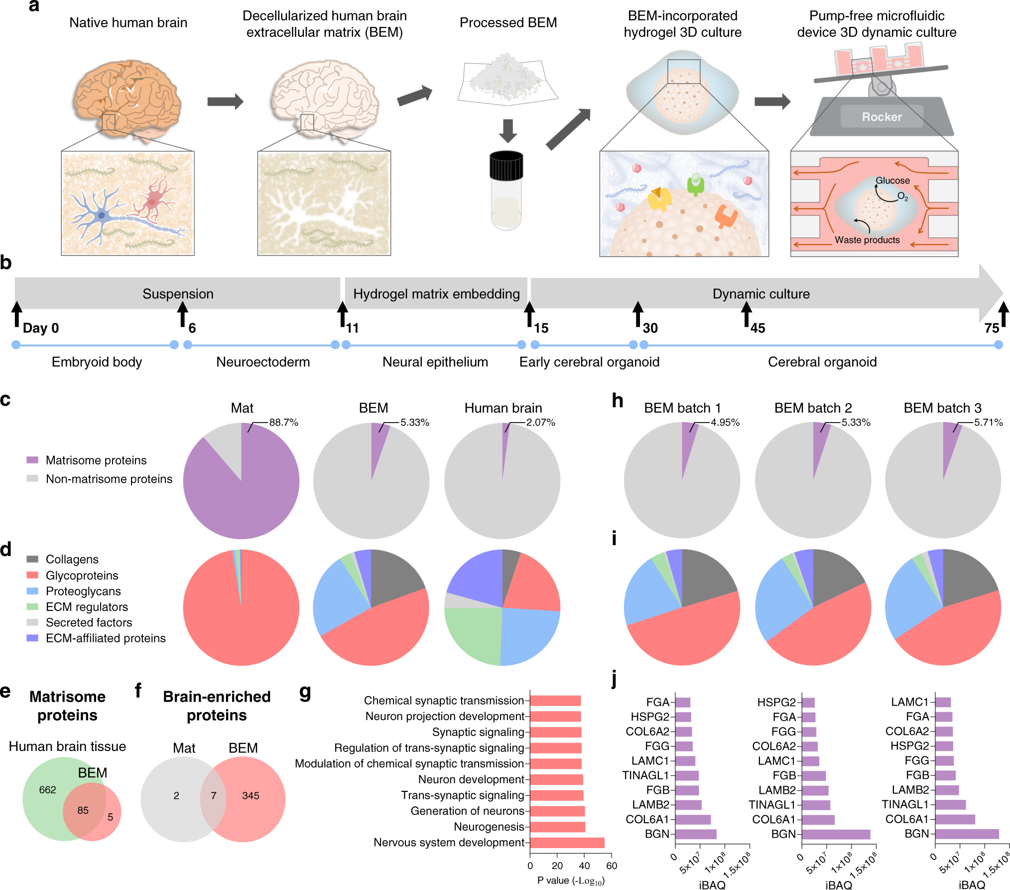 Brain-Region-Specific Organoids Using Mini-bioreactors for Modeling ZIKV  Exposure: Cell