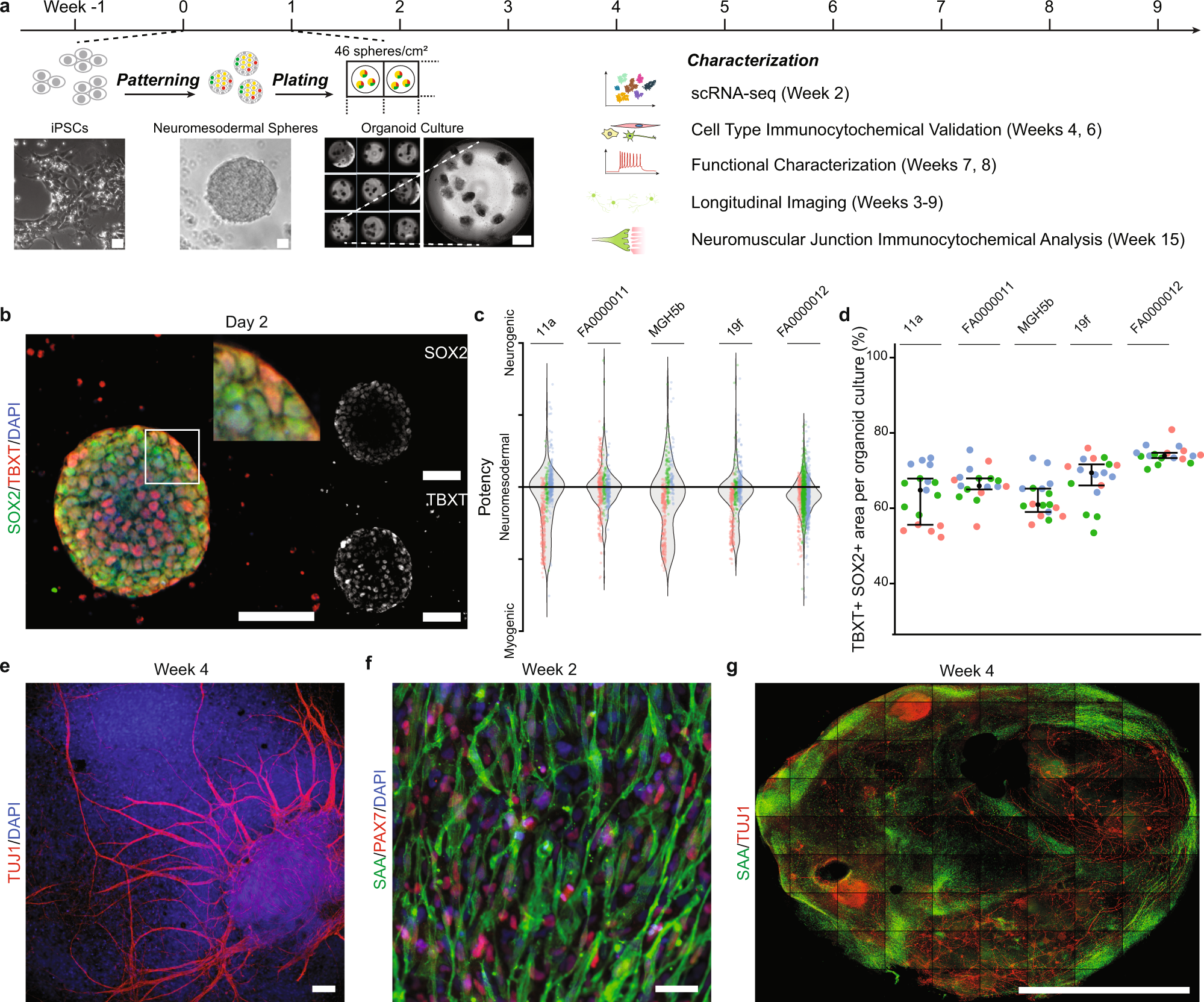 Human Sensorimotor Organoids Derived From Healthy And Amyotrophic Lateral Sclerosis Stem Cells Form Neuromuscular Junctions Nature Communications