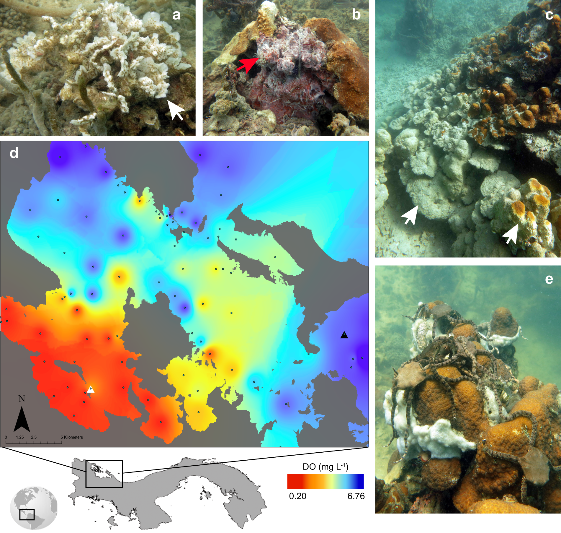 Study reveals biodiversity engine for fishes: shifting water depth