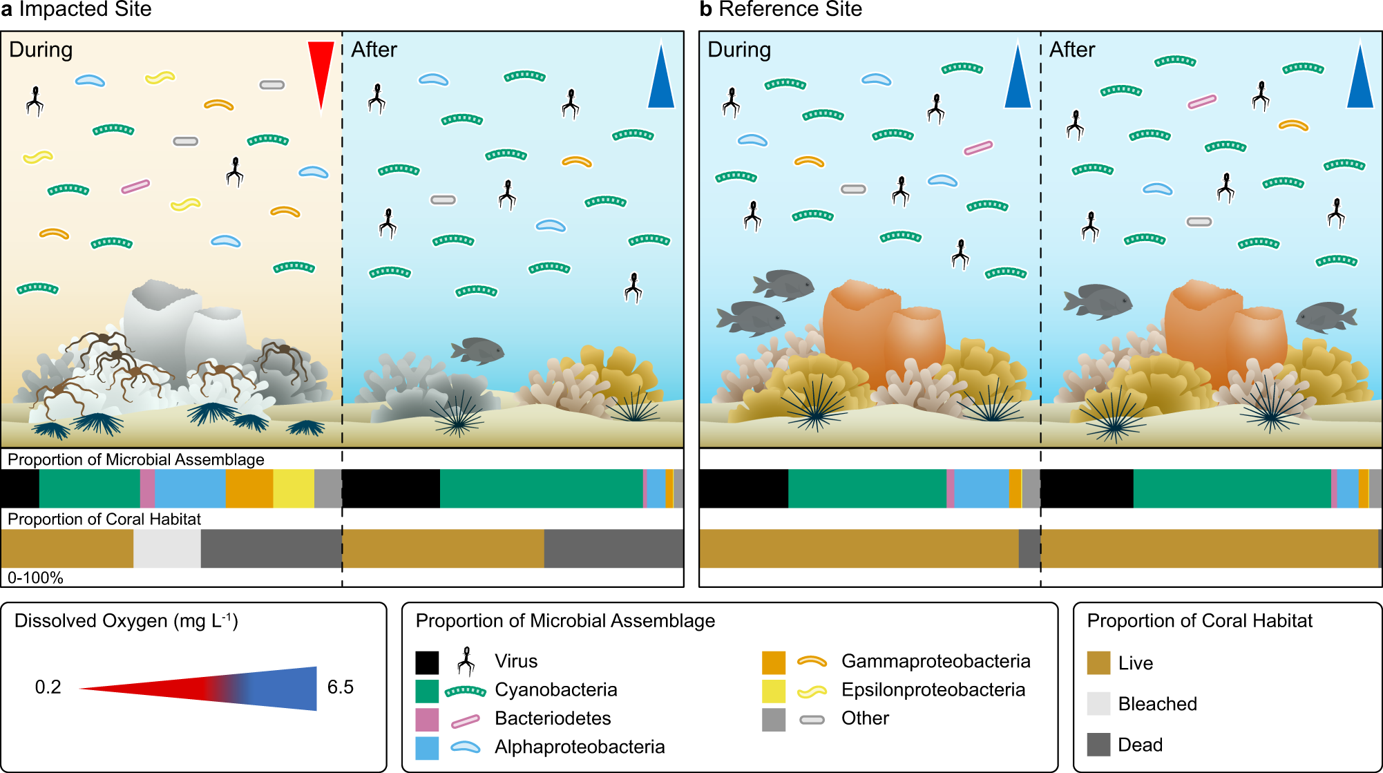Fig. 4: Impacts of an acute deoxygenation event on coral reef benthic and microbial community structure.