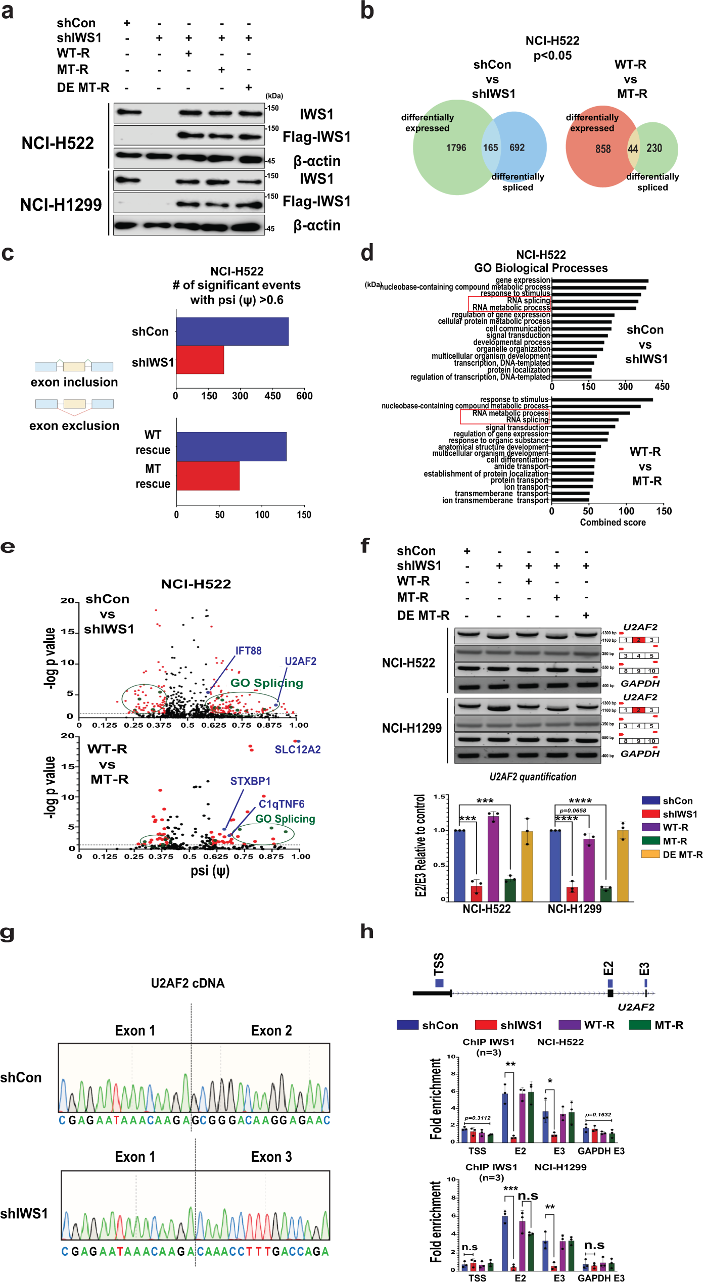 AKT3-mediated IWS1 phosphorylation promotes the proliferation of  EGFR-mutant lung adenocarcinomas through cell cycle-regulated U2AF2 RNA  splicing | Nature Communications