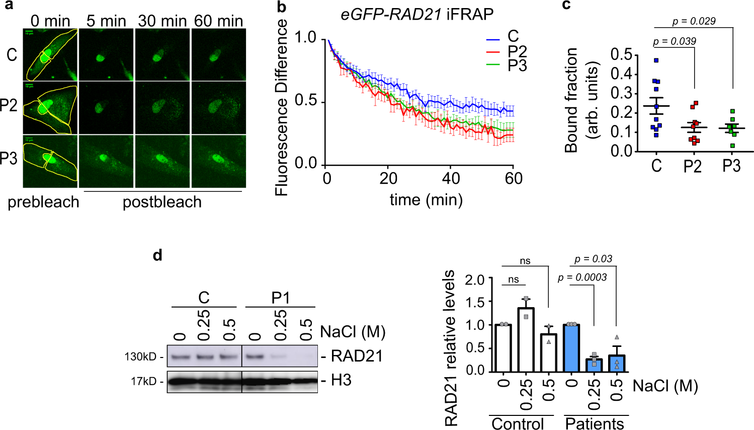 Fig. 2: Chromatin-bound cohesin is less stable in CdLS-derived cells.