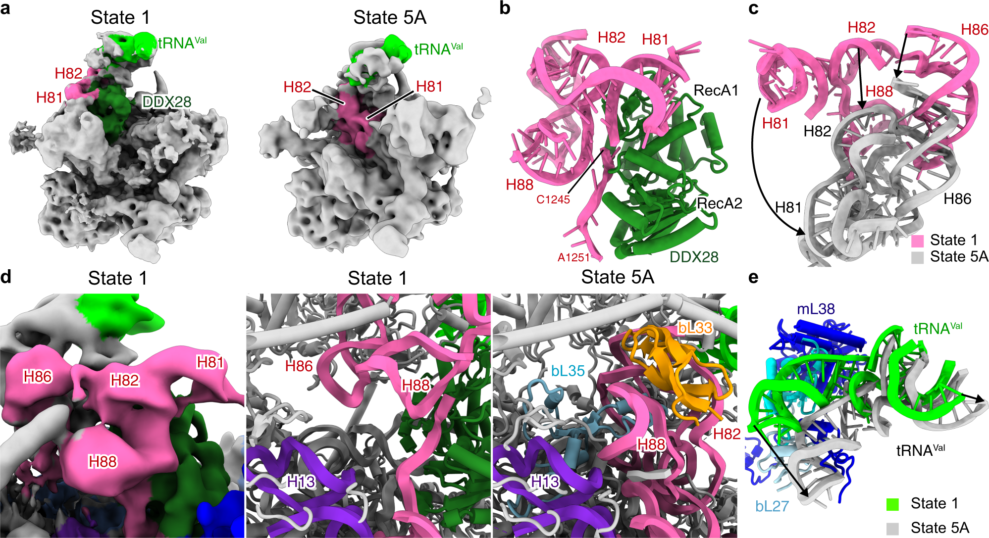 Fig. 2: The immature central protuberance and DDX28 helicase in state 1.