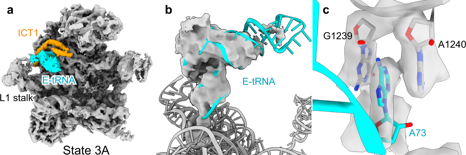 Fig. 4: Binding of E-site tRNA to immature mitoribosomes.