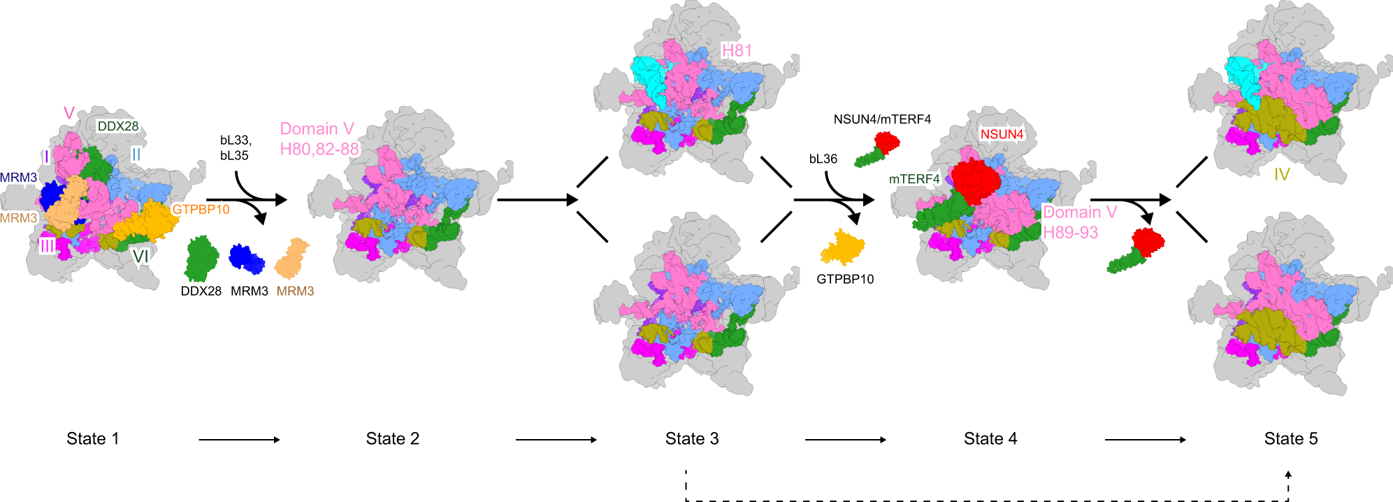 Fig. 6: Late assembly steps of the 39S mitoribosome.