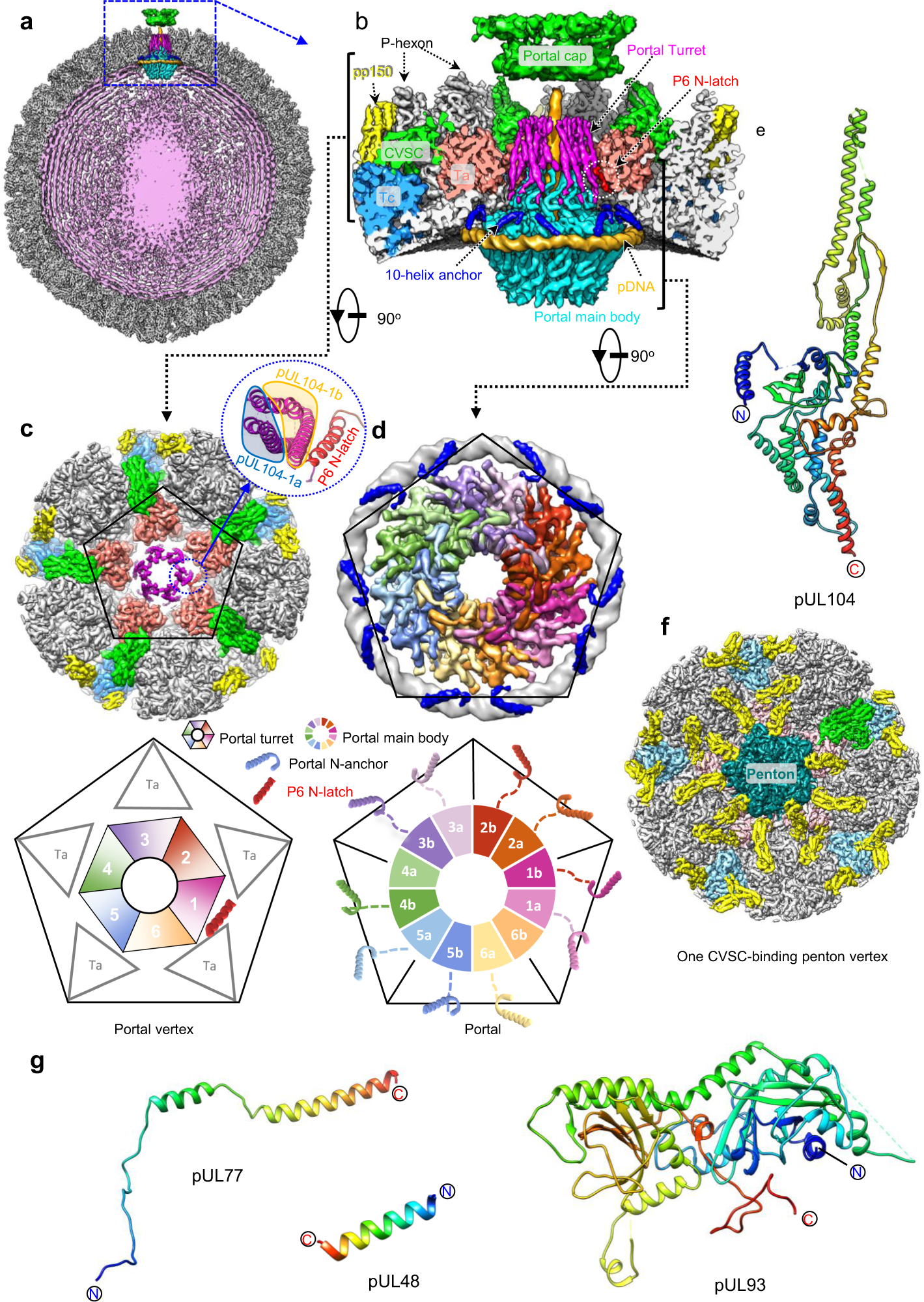 Structural Basis For Genome Packaging Retention And Ejection In Human Cytomegalovirus Nature Communications