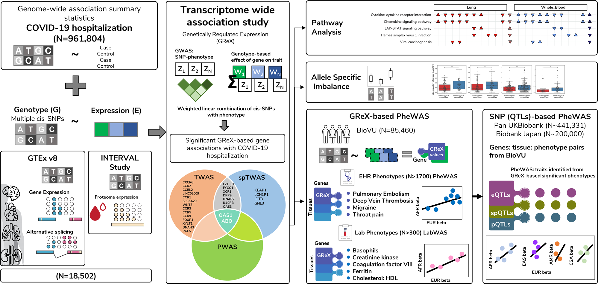 Integrative Genomic Analyses Identify Susceptibility Genes Underlying Covid 19 Hospitalization Nature Communications