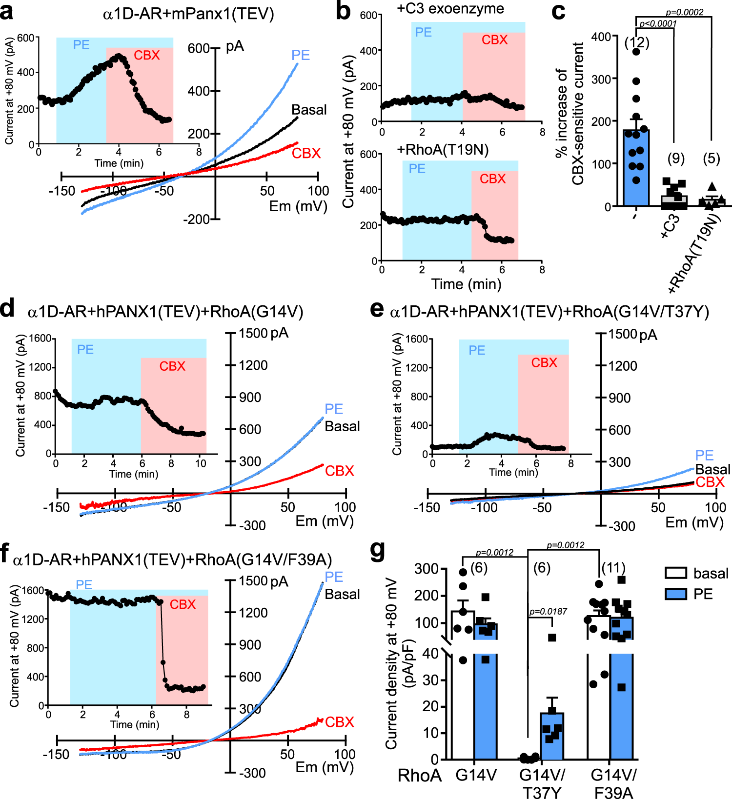 Fig. 3: RhoA is necessary and sufficient for receptor-mediated PANX1 activation.