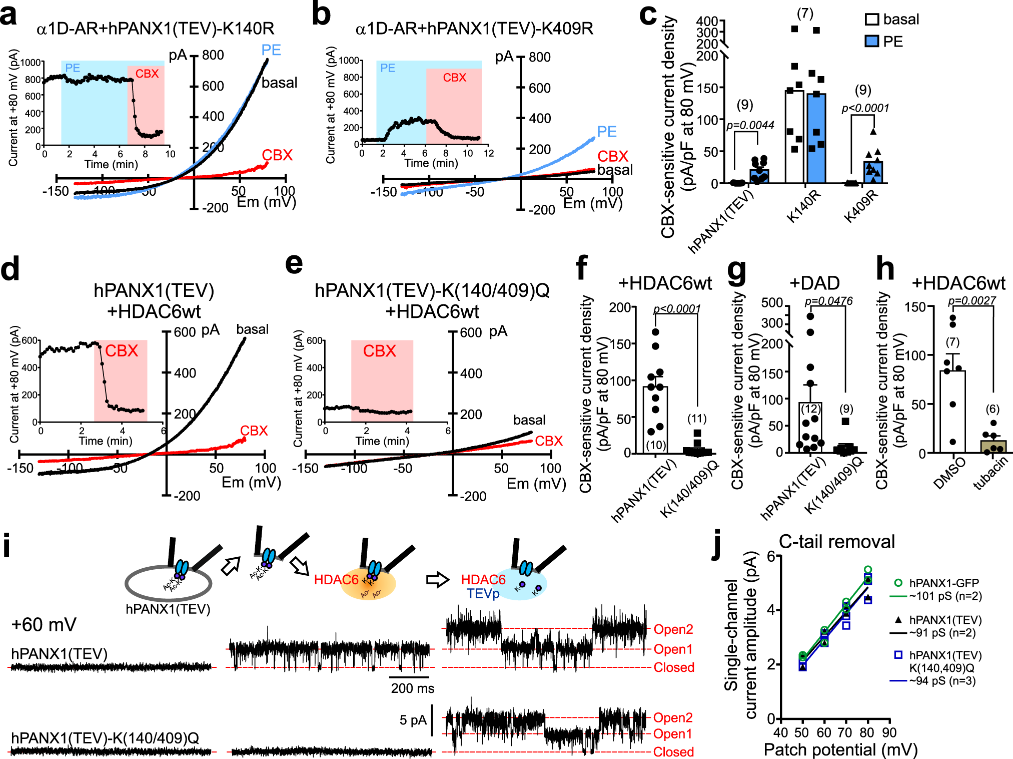 Fig. 7: HDAC6-mediated channel activation by deacetylation of Lys-140 on PANX1.