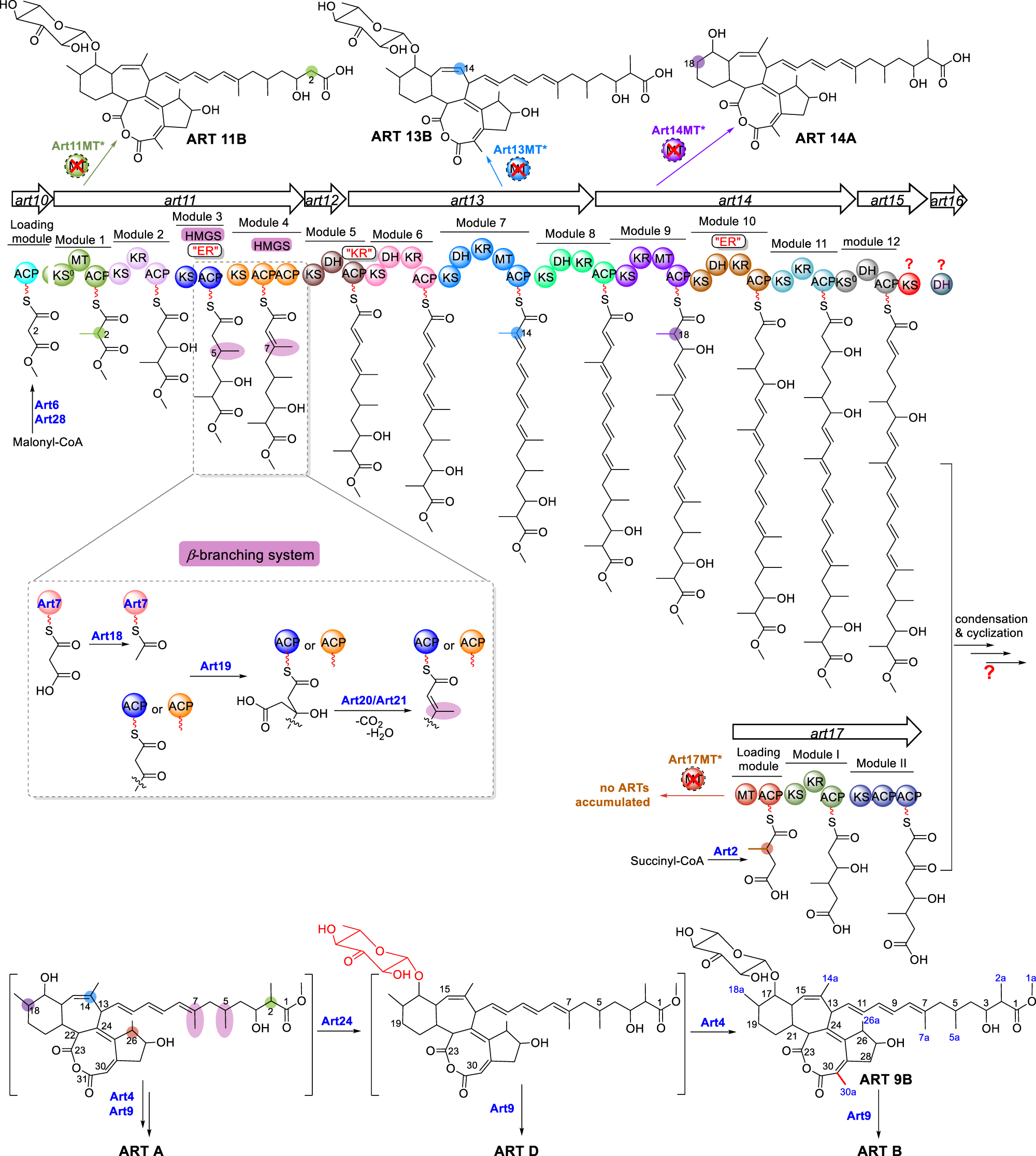 Fig. 2: The proposed biosynthetic pathway of ARTs based on the two-polyketide-chain assembly model.