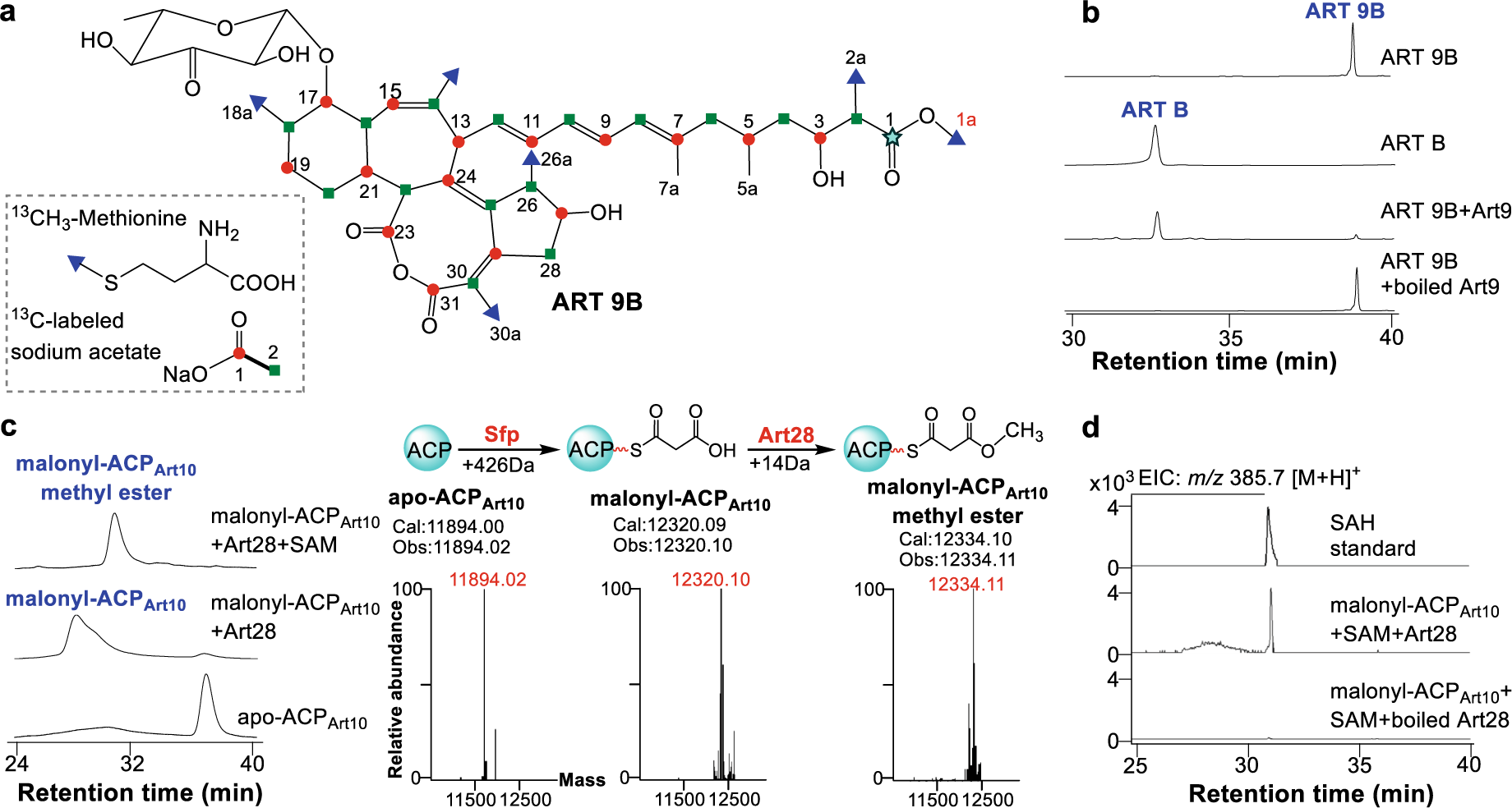 Fig. 3: Characterization of Art9 as an esterase and Art28 as an O-MT.