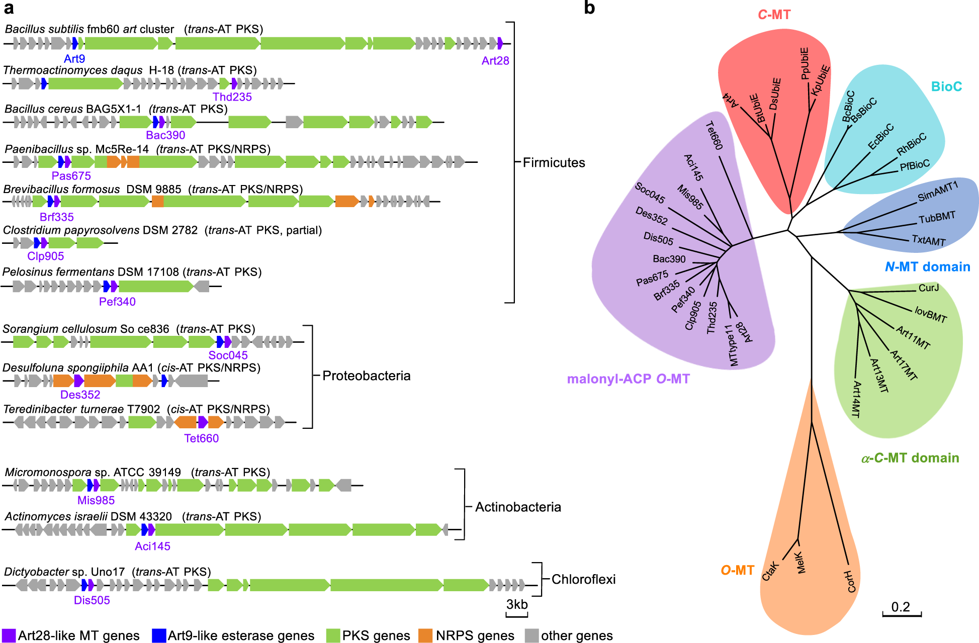 Fig. 4: Distribution and phylogenetic analysis of the Art28 homologs.