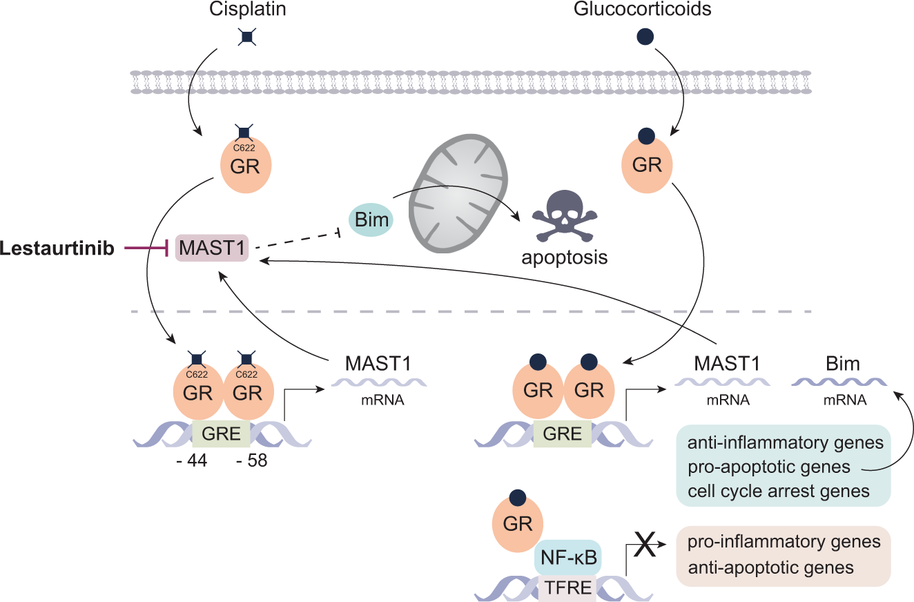 How the glucocorticoid receptor contributes to platinum-based therapy  resistance in solid cancer | Nature Communications