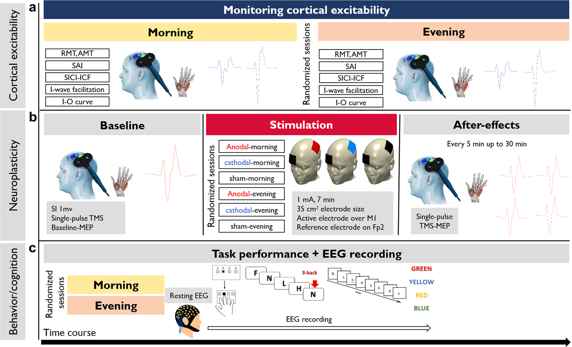 Cognitive functions and underlying parameters of human brain physiology are  associated with chronotype | Nature Communications