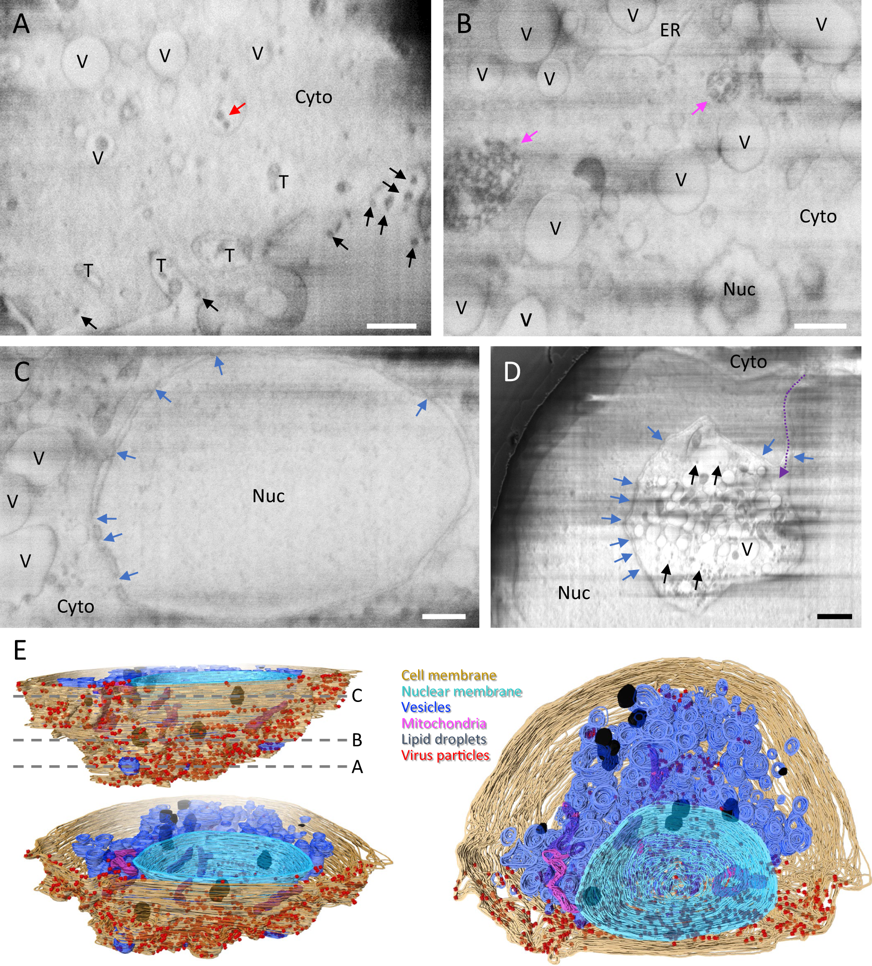 Correlative Multi Scale Cryo Imaging Unveils Sars Cov 2 Assembly And Egress Nature Communications Correlative Multi Scale Cryo Imaging Unveils Sars Cov 2 Assembly And Egress Nature Communications